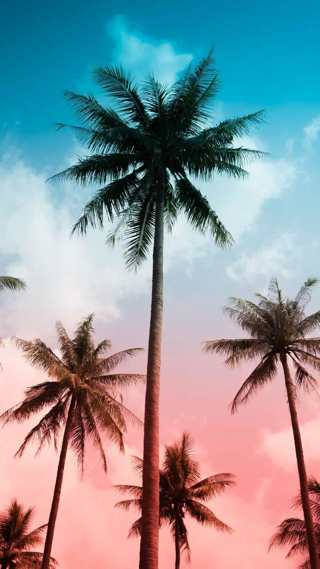 Palm Trees in Silhouette Against a Pink and Blue Sunset Sky