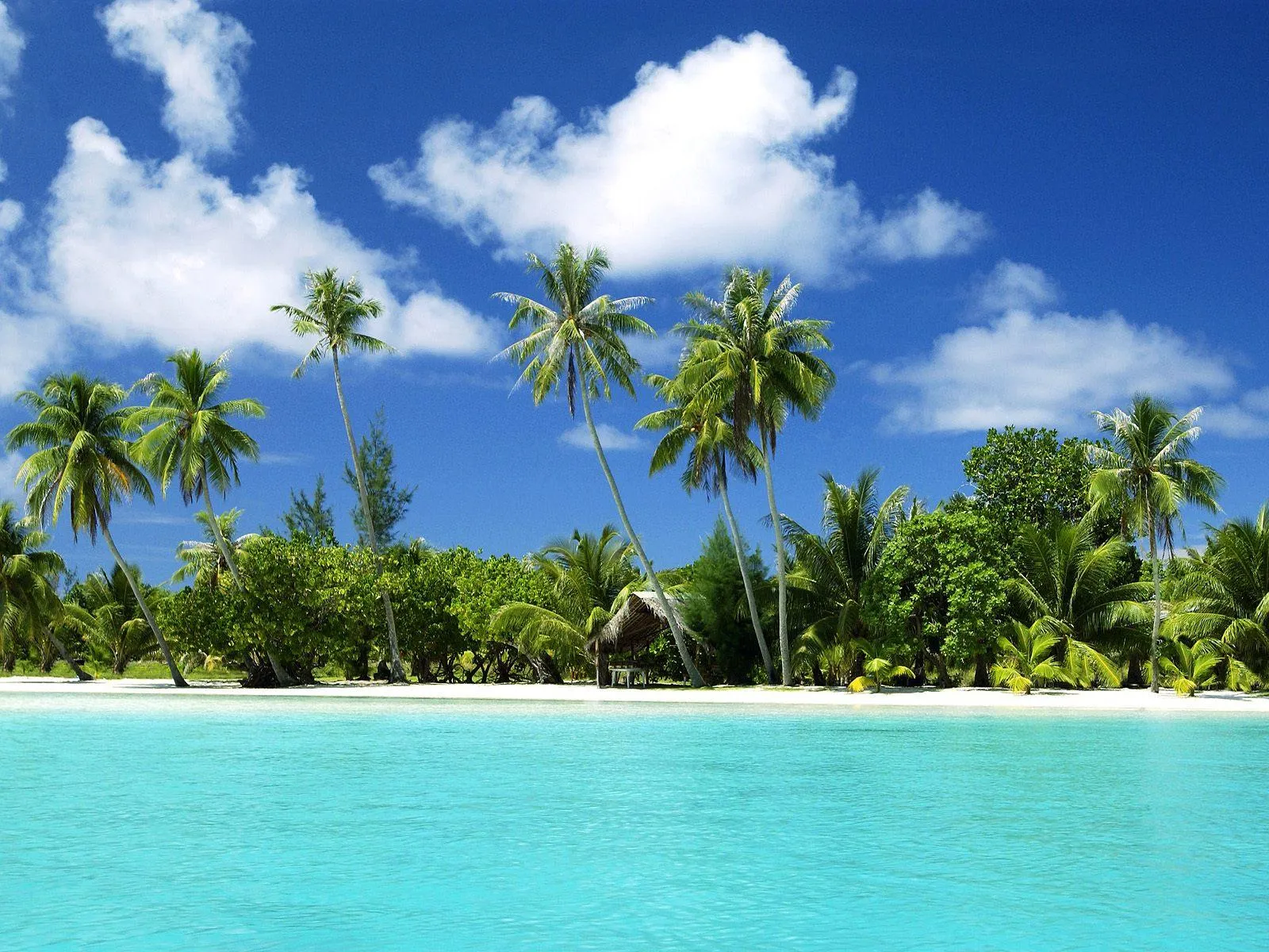Palm Trees on Tropical Island Under Sunny Blue Sky Wallpaper