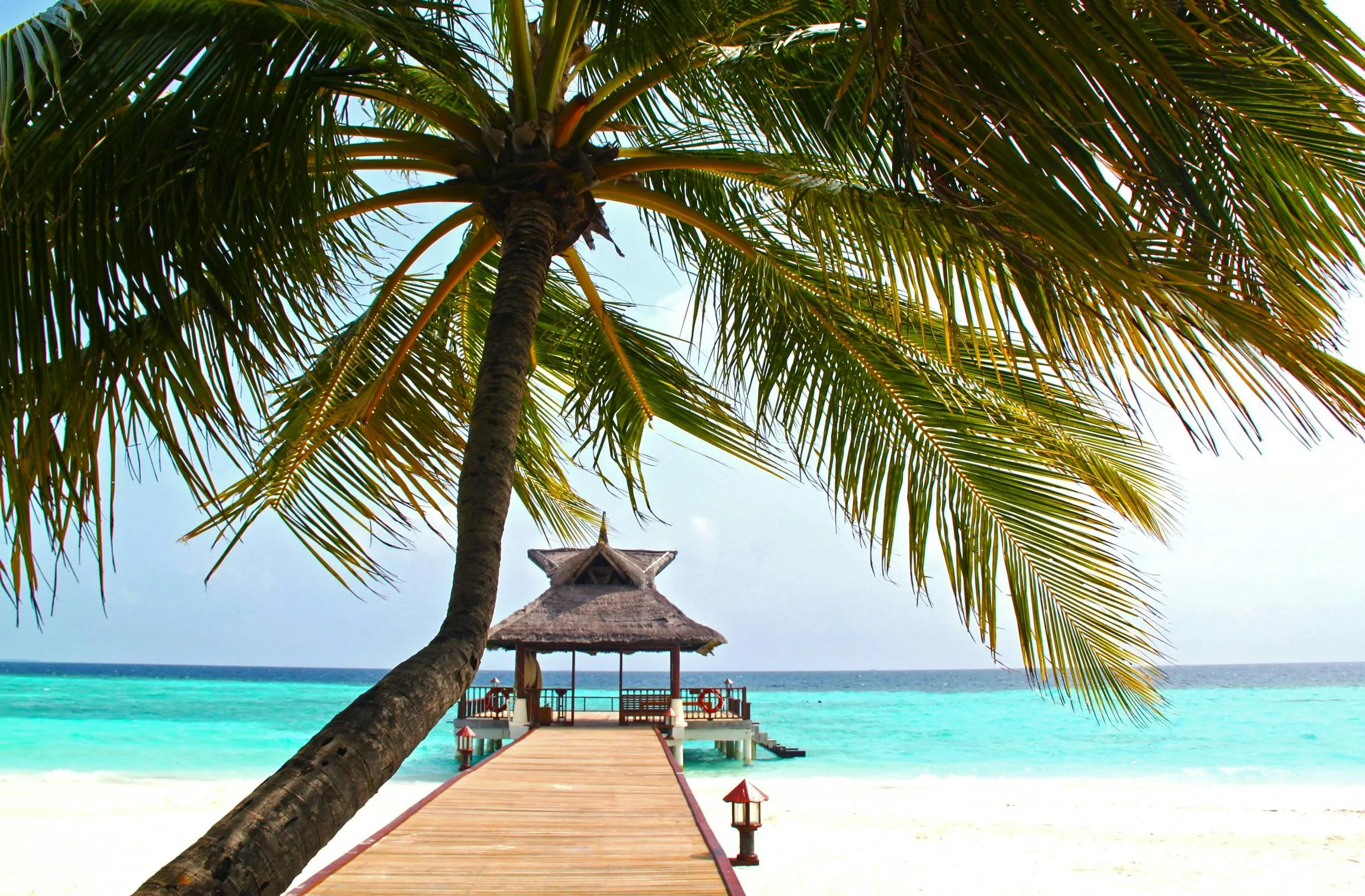 Peaceful Beach Hut Under Palm Trees by Turquoise Ocean