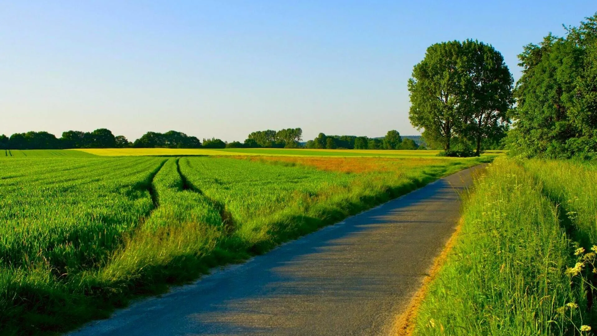 Peaceful Rural Road Between Green Fields and Trees Wallpaper