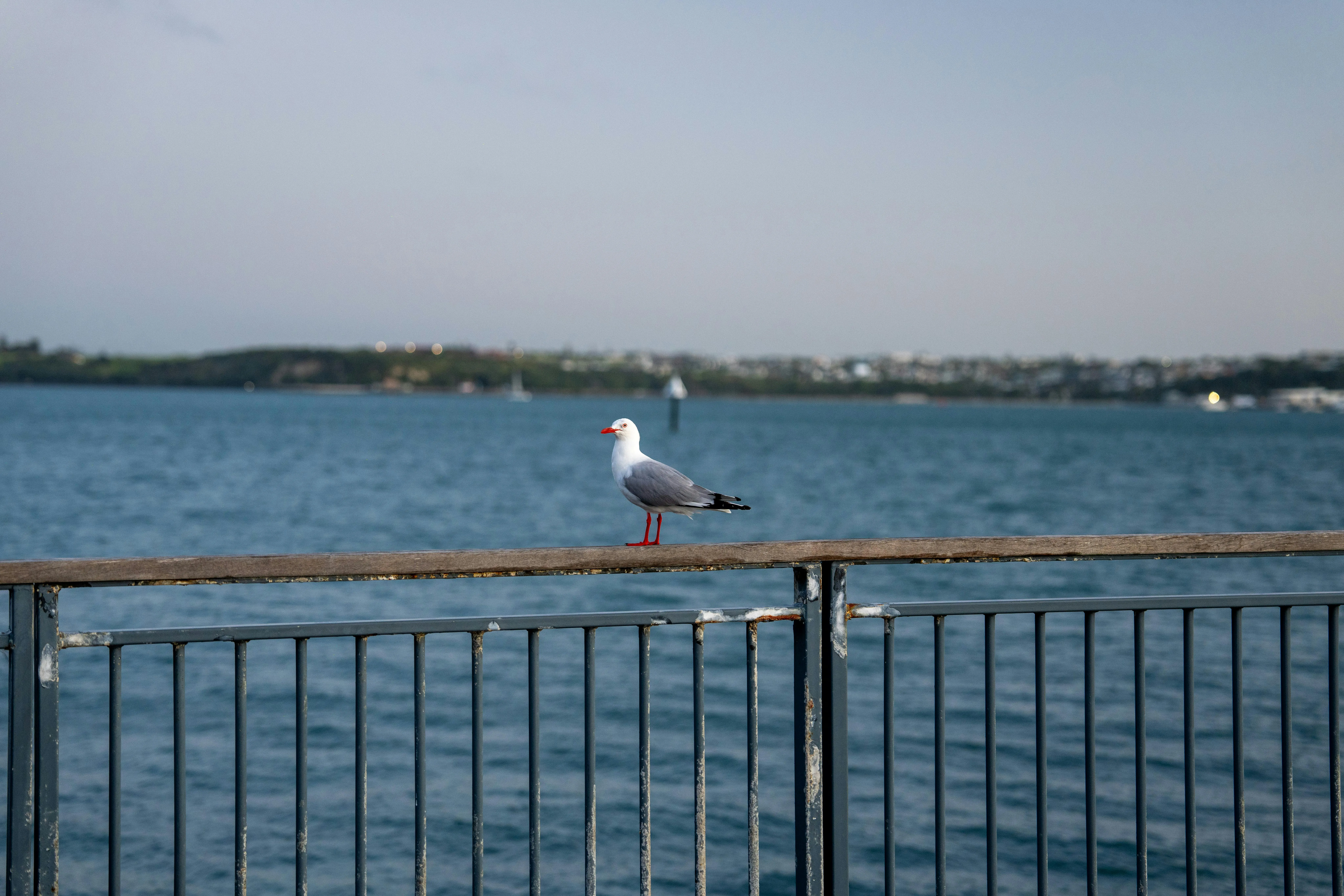 Peaceful Sea View with a Seagull Perched on the Iron Railing