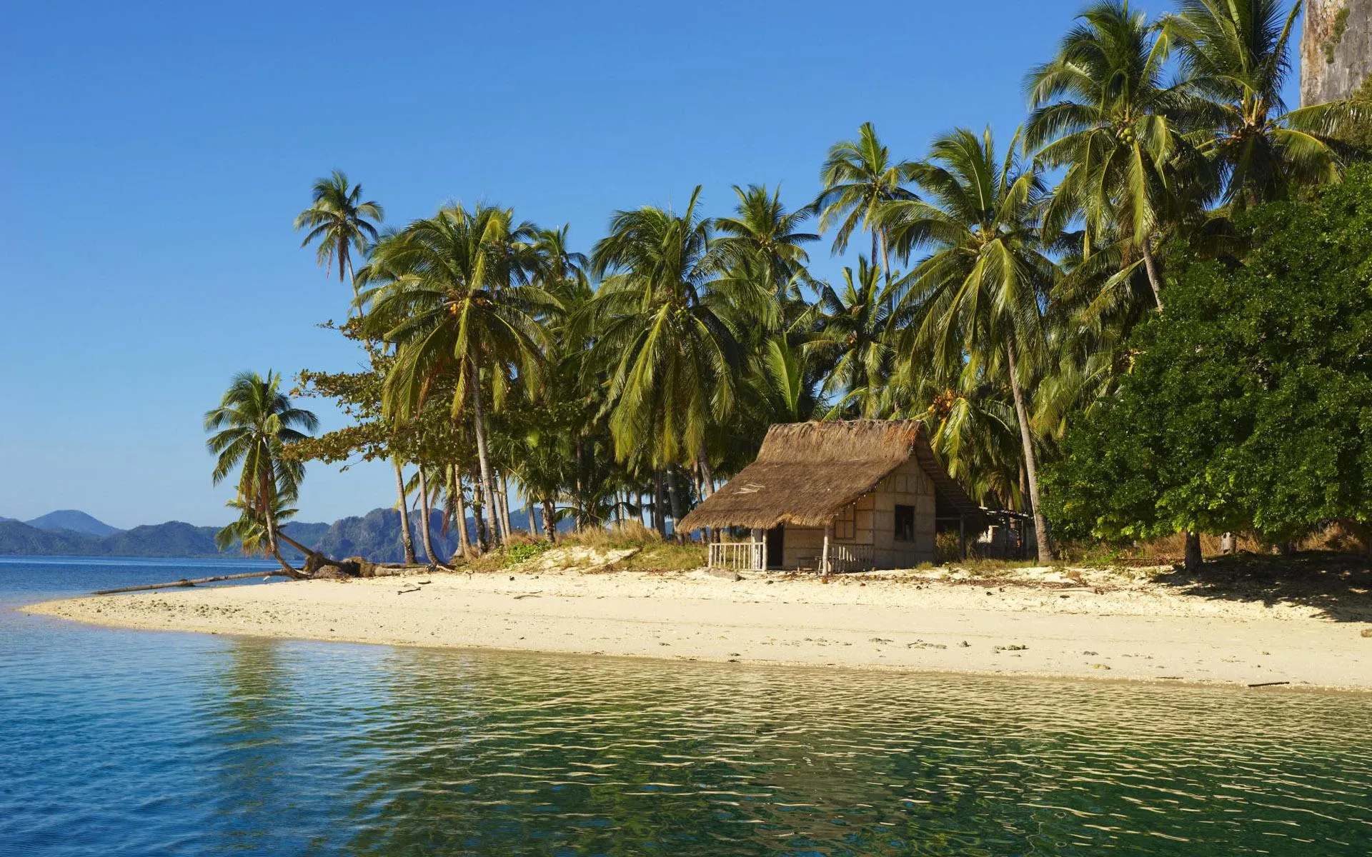 Peaceful Tropical Island with Palm Trees and a Beach Hut