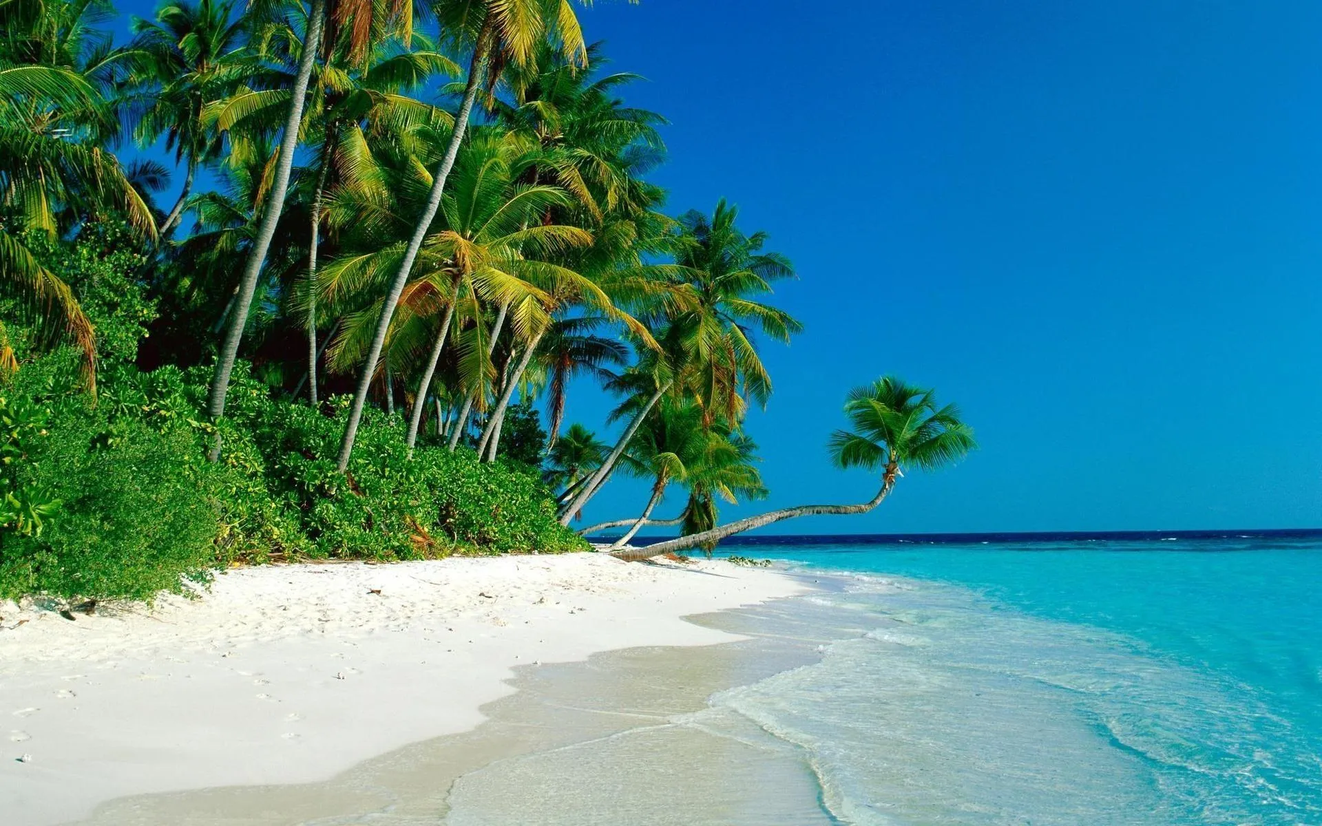 Peaceful White Sandy Beach with Tall Palm Trees Wallpaper