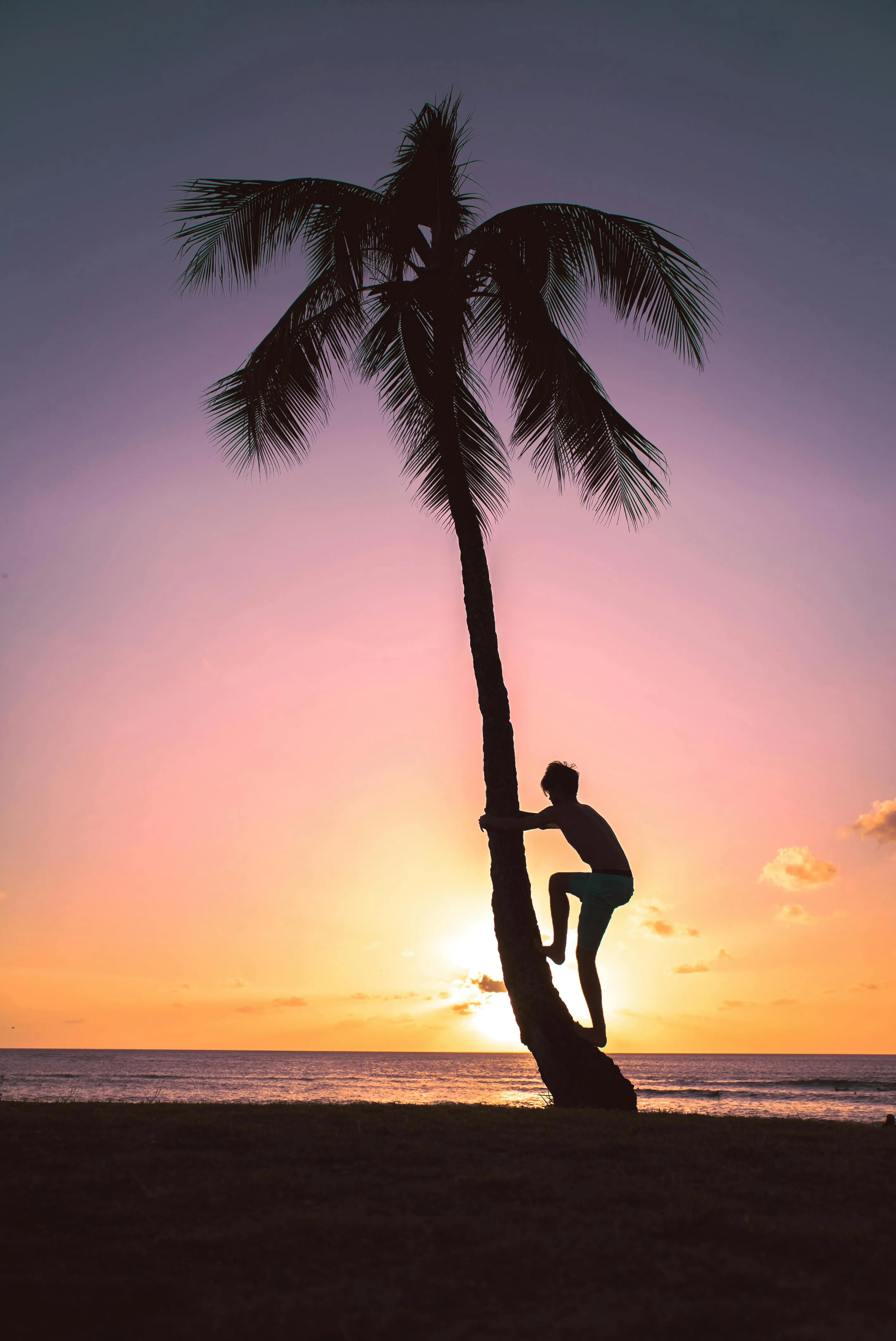 Person Climbing a Tall Palm Tree While the Sunset Wallpaper