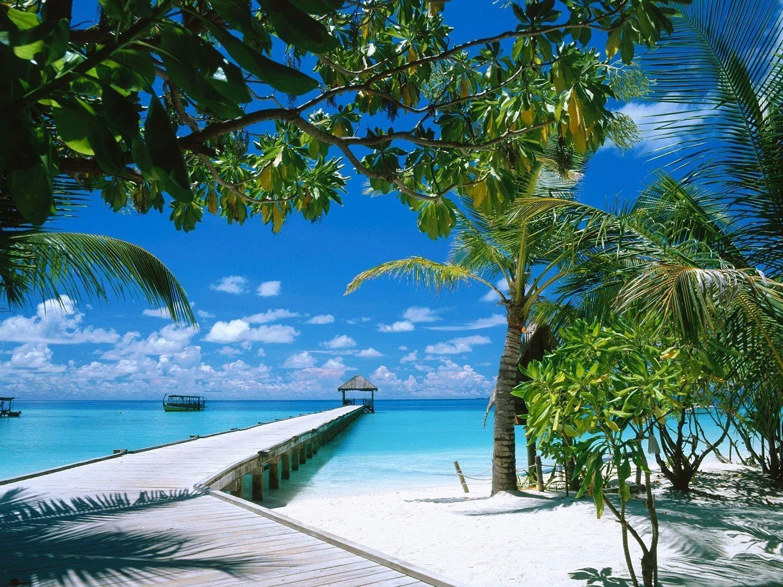Pier Stretching into Calm Blue Ocean with Trees on Shore