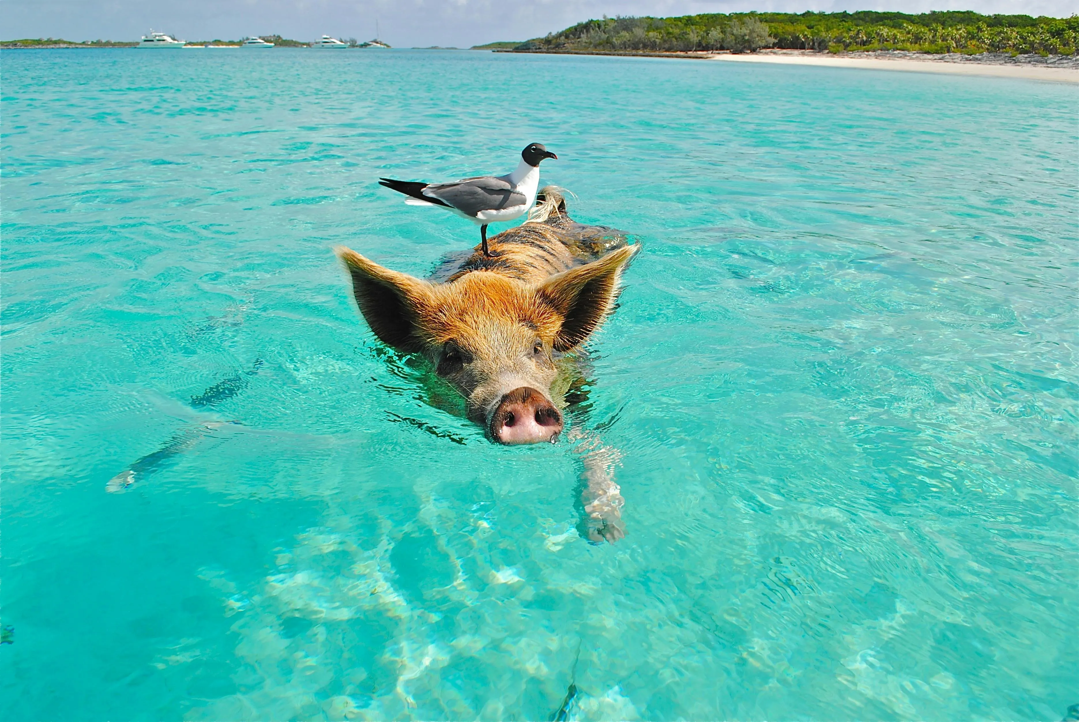 Pig Swimming in Clear Blue Seawater Near Beach HD Wallpaper