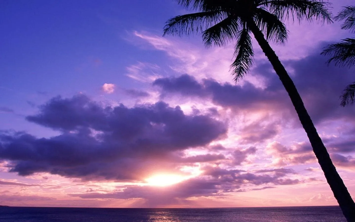 Purple and Orange Sunset over the Ocean with Palm Trees
