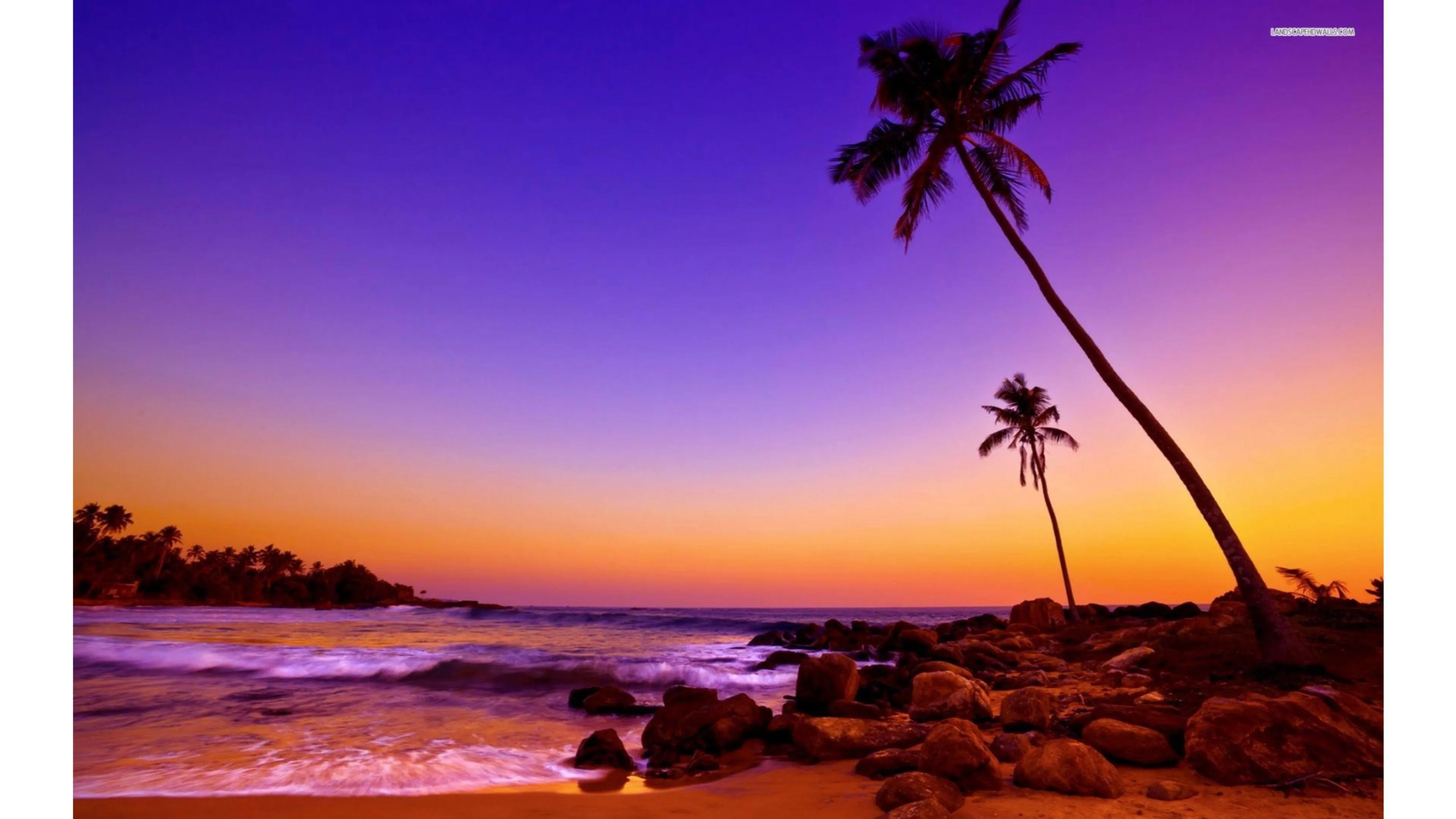 Purple Sunset Sky with Palm Trees by a Calm Ocean Shoreline