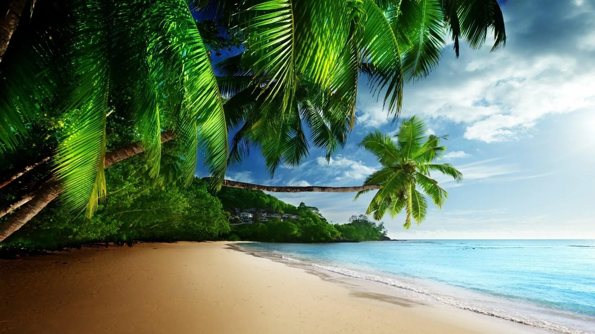 Quiet Tropical Beach with Palm Trees and Smooth Wet Sand