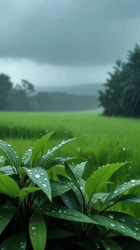 Rain On Leaves Nature Mobile Wallpaper HD