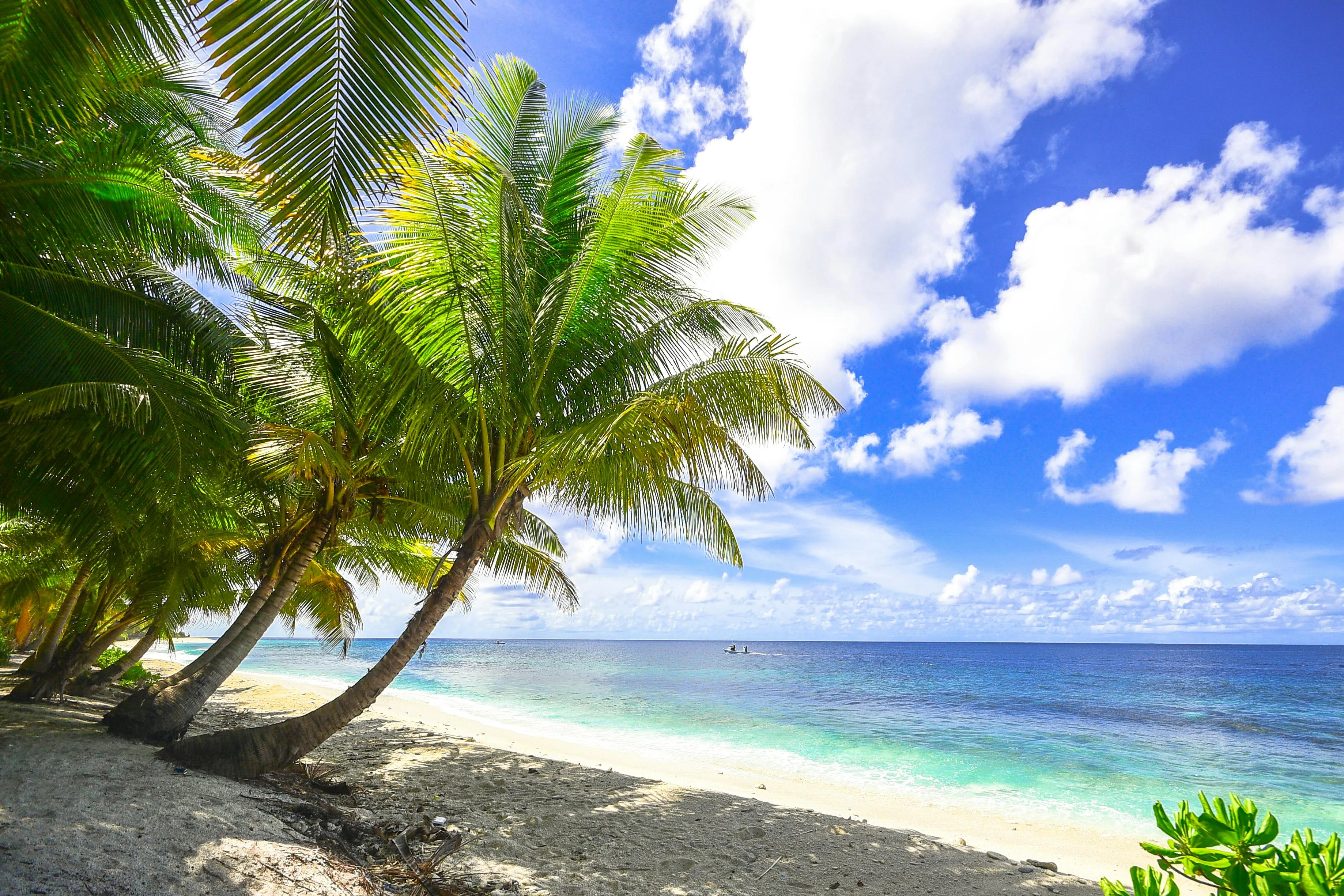 Relaxing Tropical Beach with Palm Trees and Clear Blue Sky