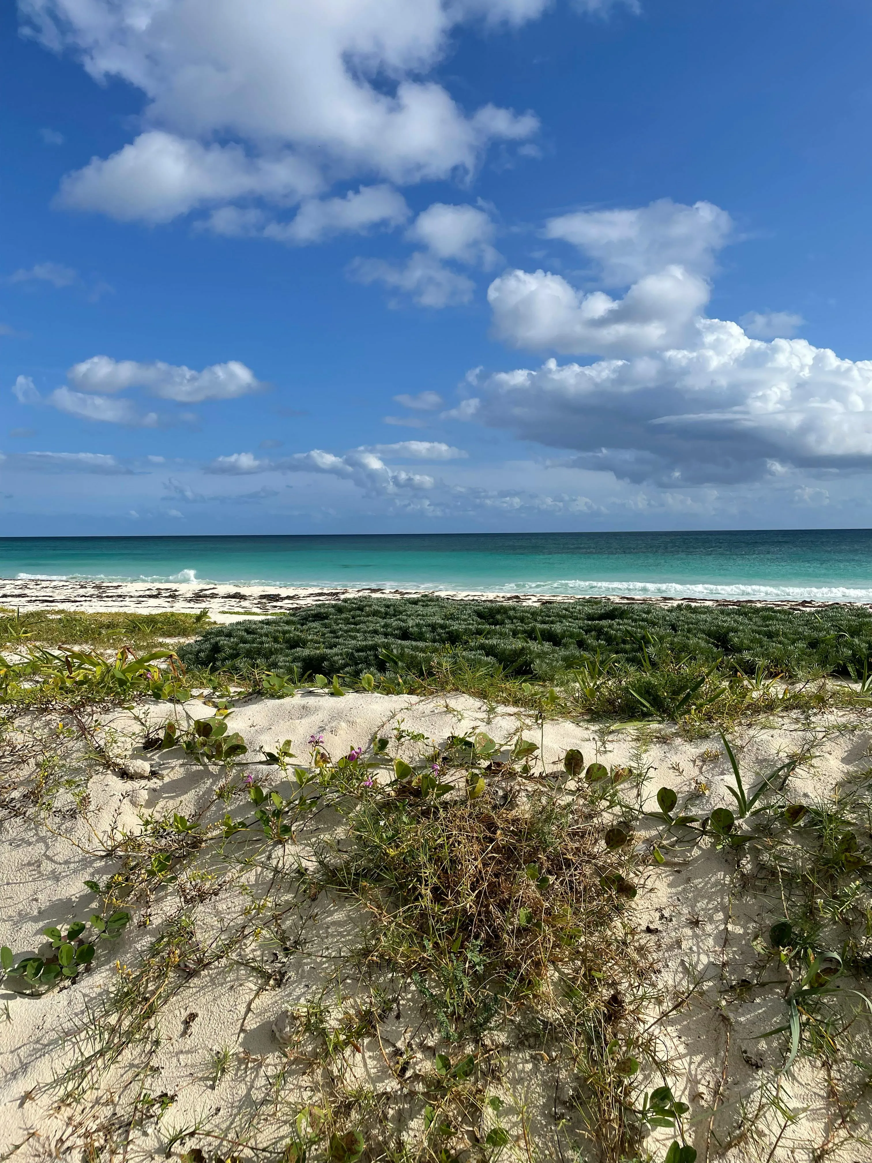 Sandy Beach with Grass and Blue Sky Download Free Wallpaper