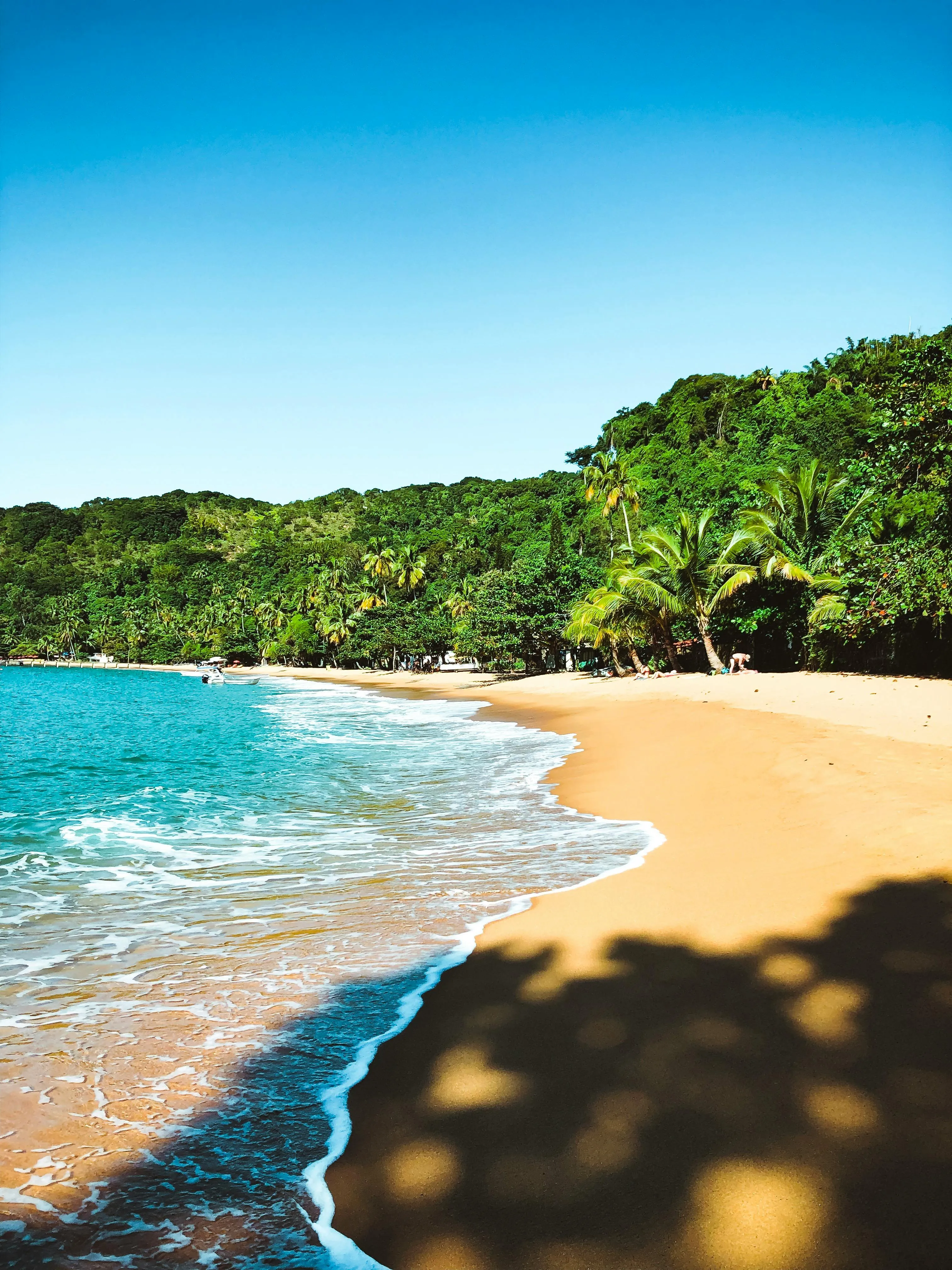 Sandy Beach with Tropical Trees and Bright Blue Sky Above