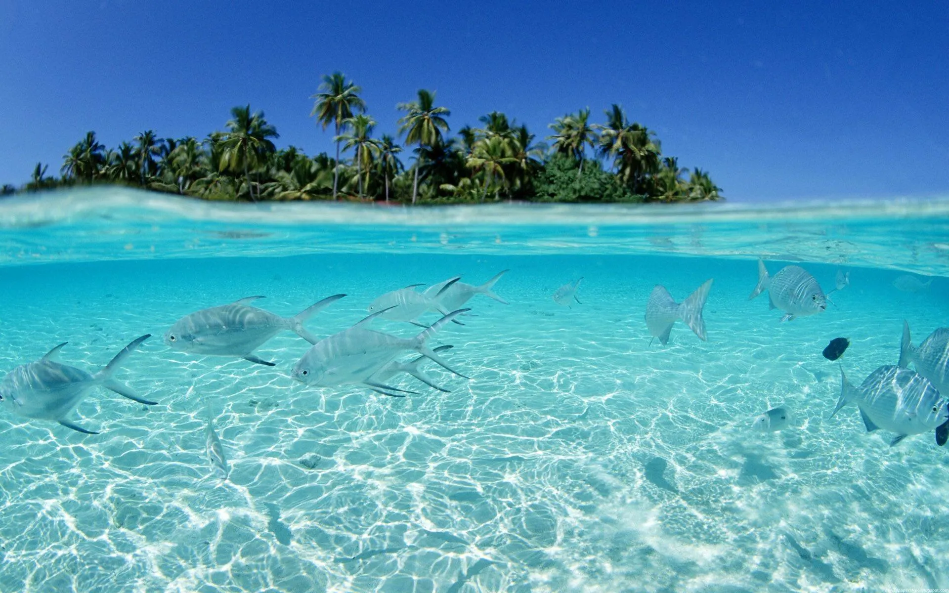 Shallow Tropical Blue Water with Fish and Palm Tree Shadows