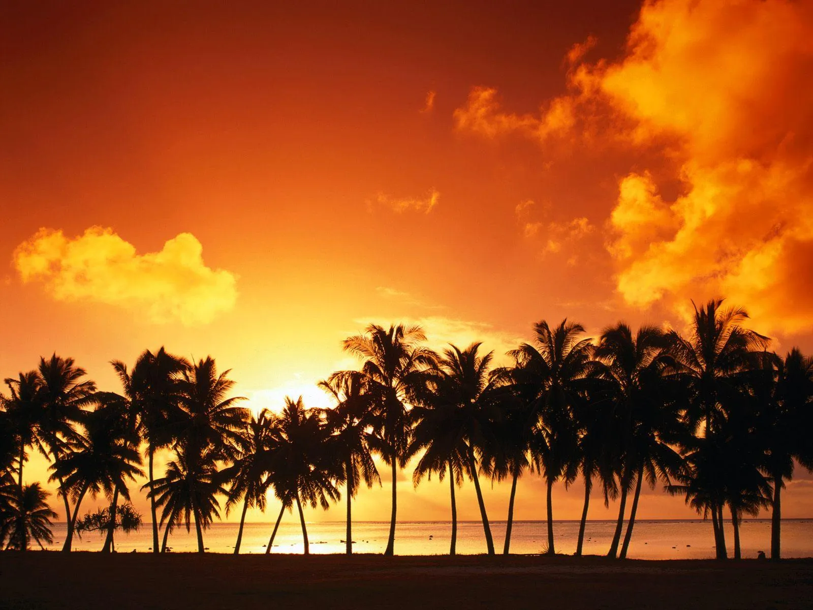 Silhouette of Palm Trees with Orange Sky at Sunset Wallpaper