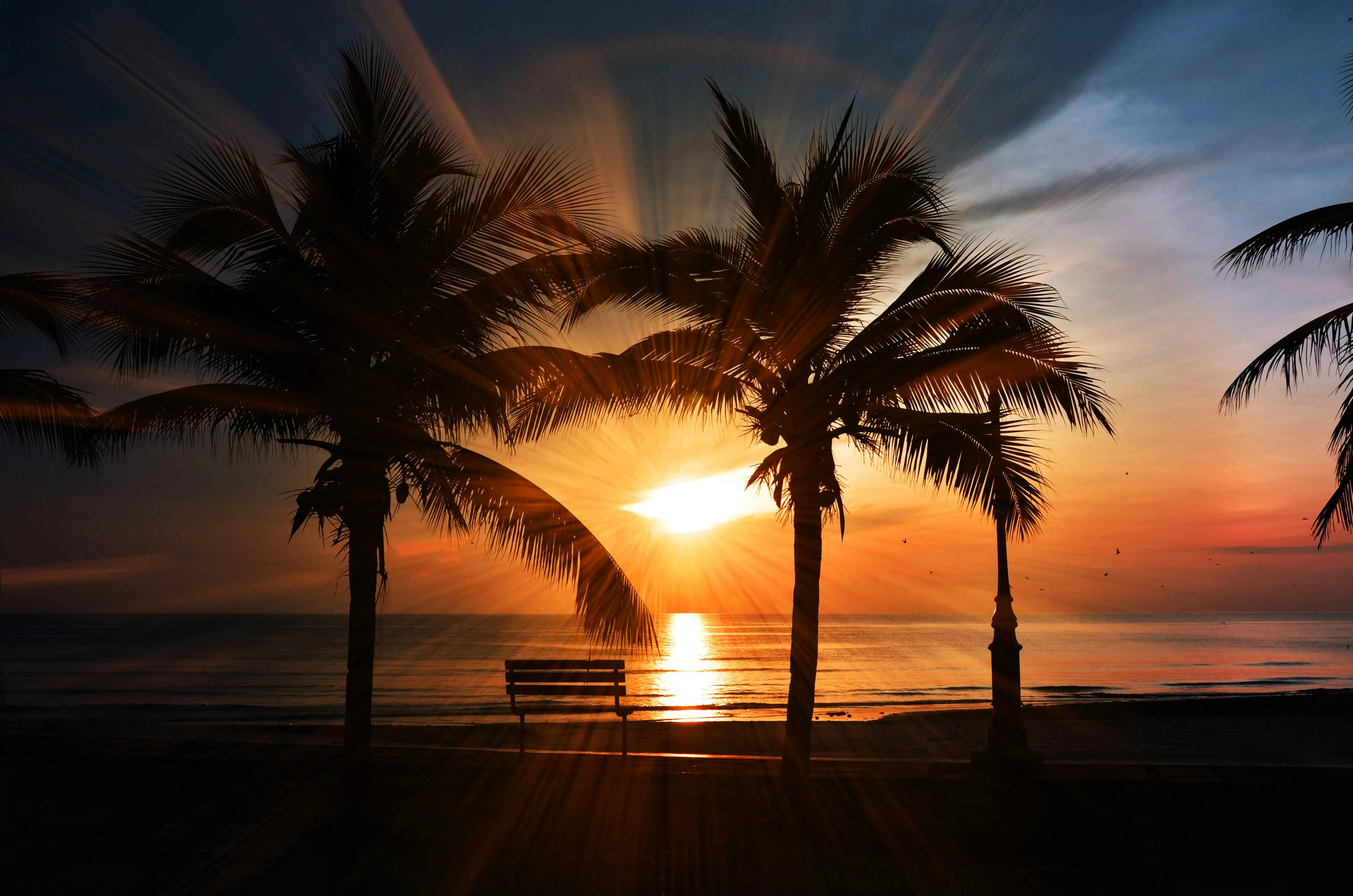 Silhouettes of Palm Trees at Sunset over Calm Ocean Waves