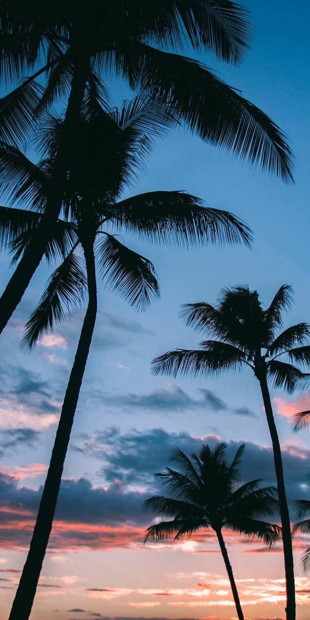 Silhouettes of Palm Trees with a Colorful Sunset Sky