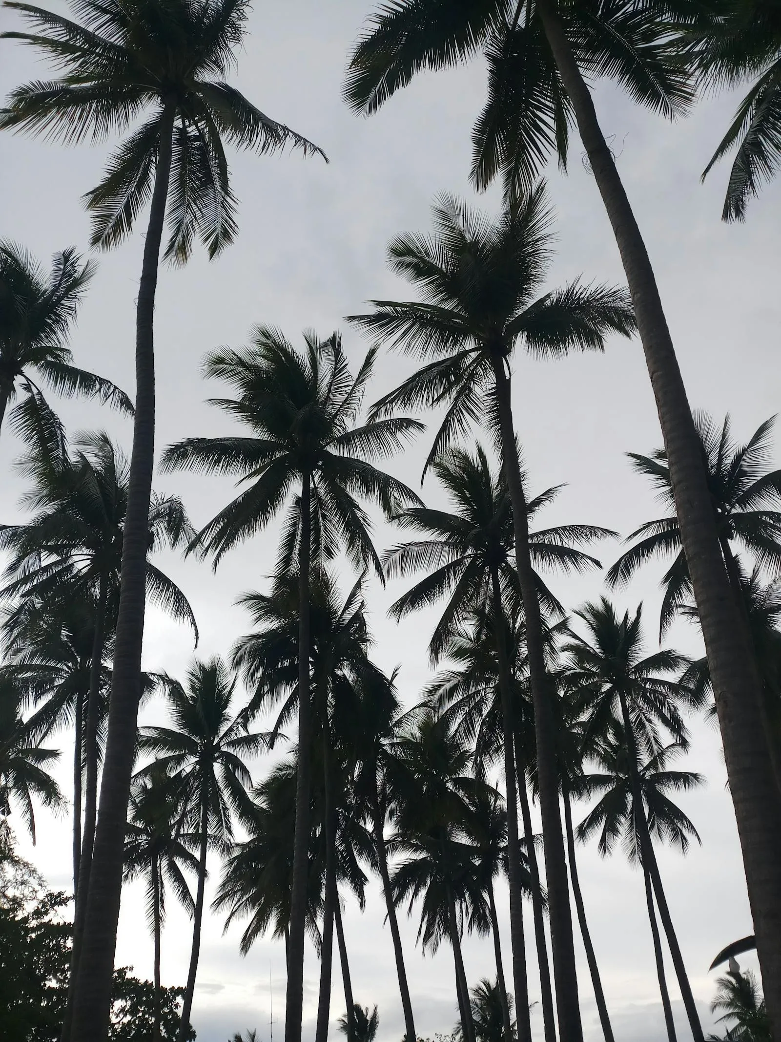 Silhouettes of Tall Palm Trees Against a Bright Blue Sky