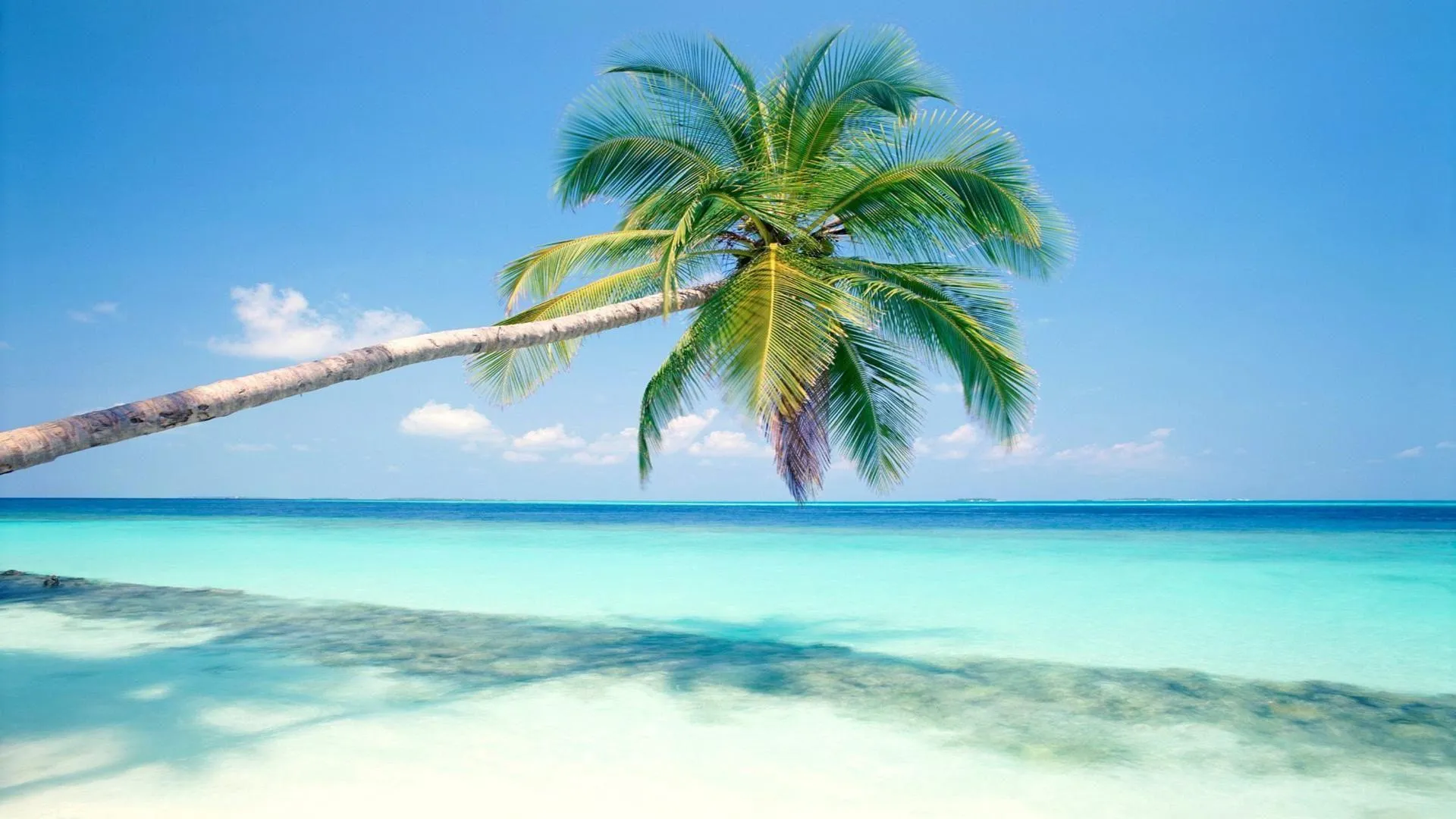 Single Palm Tree Leaning over Bright Blue Shallow Sea