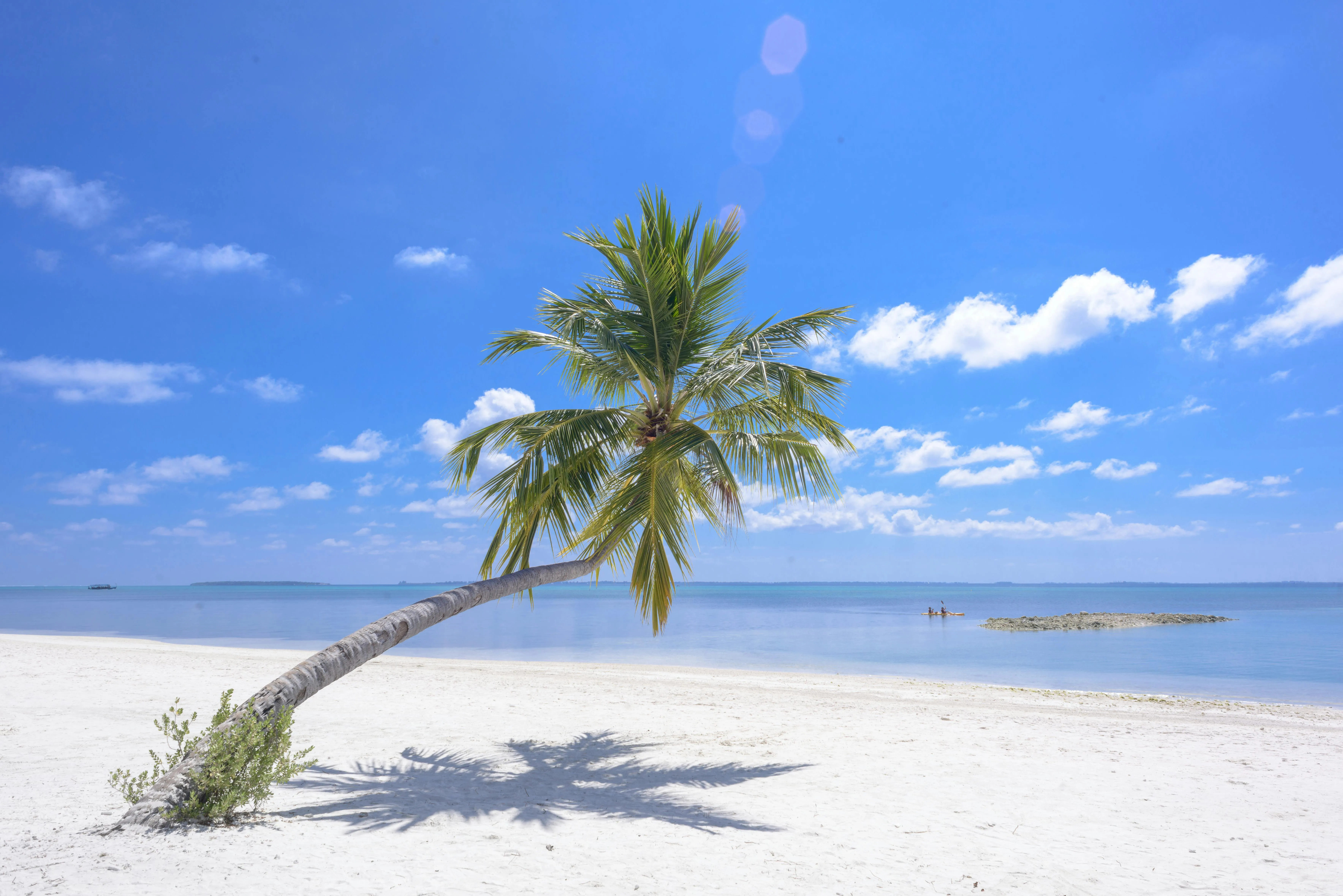Single Palm Tree Leaning over White Sand HD Free Wallpaper