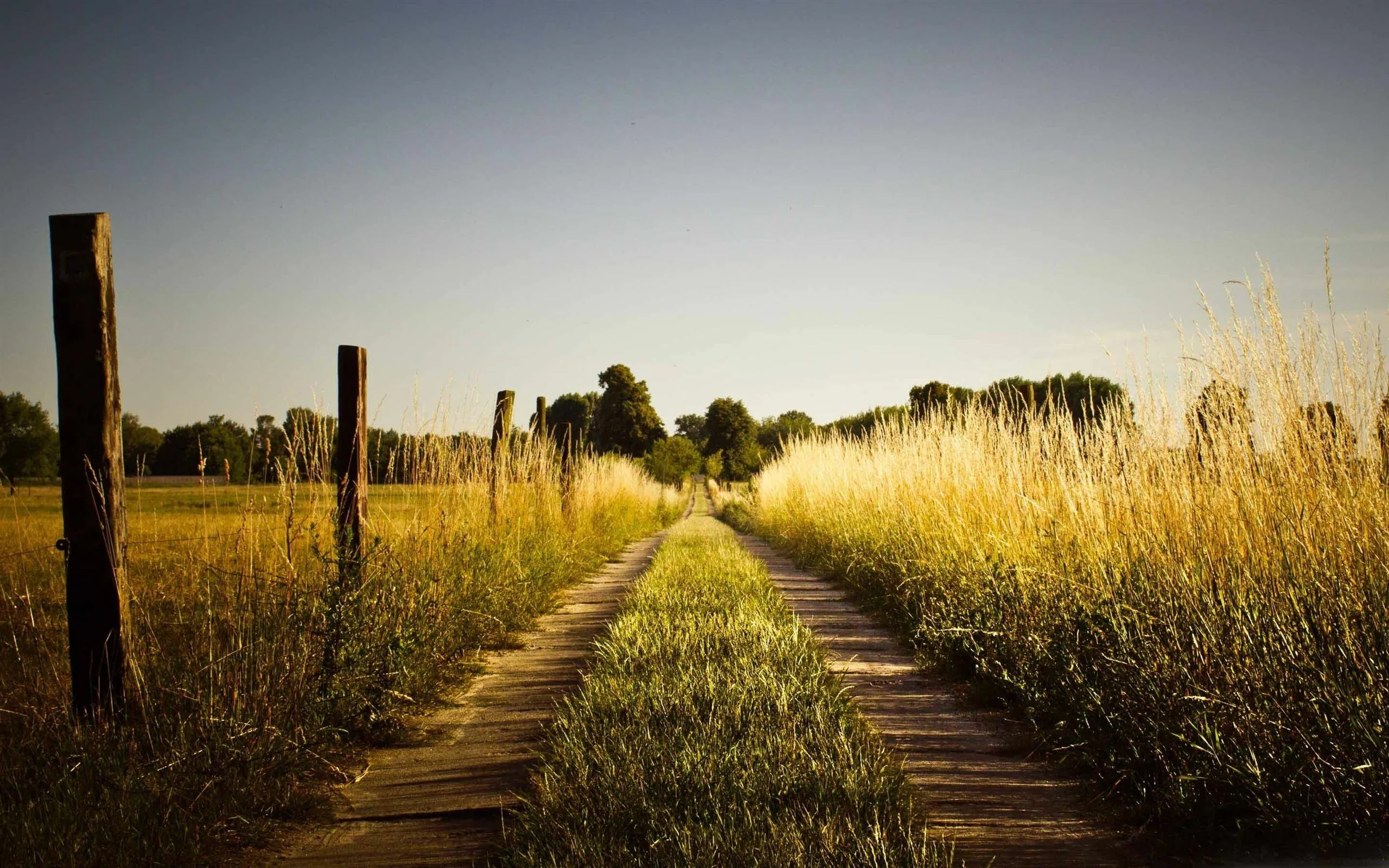 Sunlit Dirt Path Lined with Wooden Posts and Tall Grass