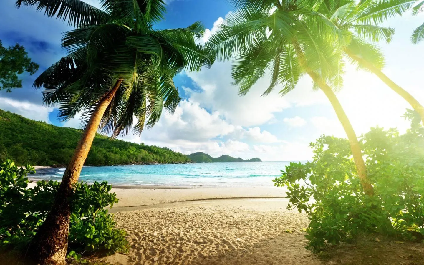 Sunny Tropical Beach Framed by Palm Trees HD Free Wallpaper