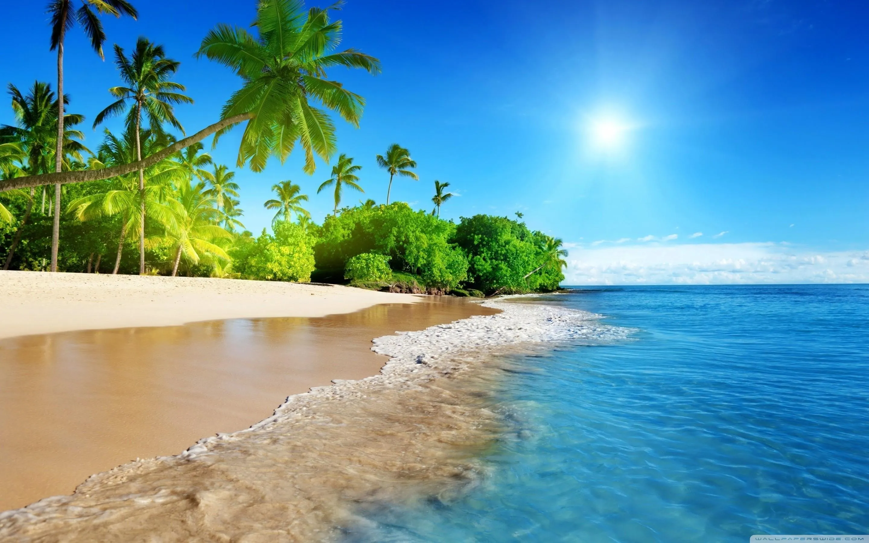 Sunny Tropical Beach with Palm Trees Free HD Wallpaper