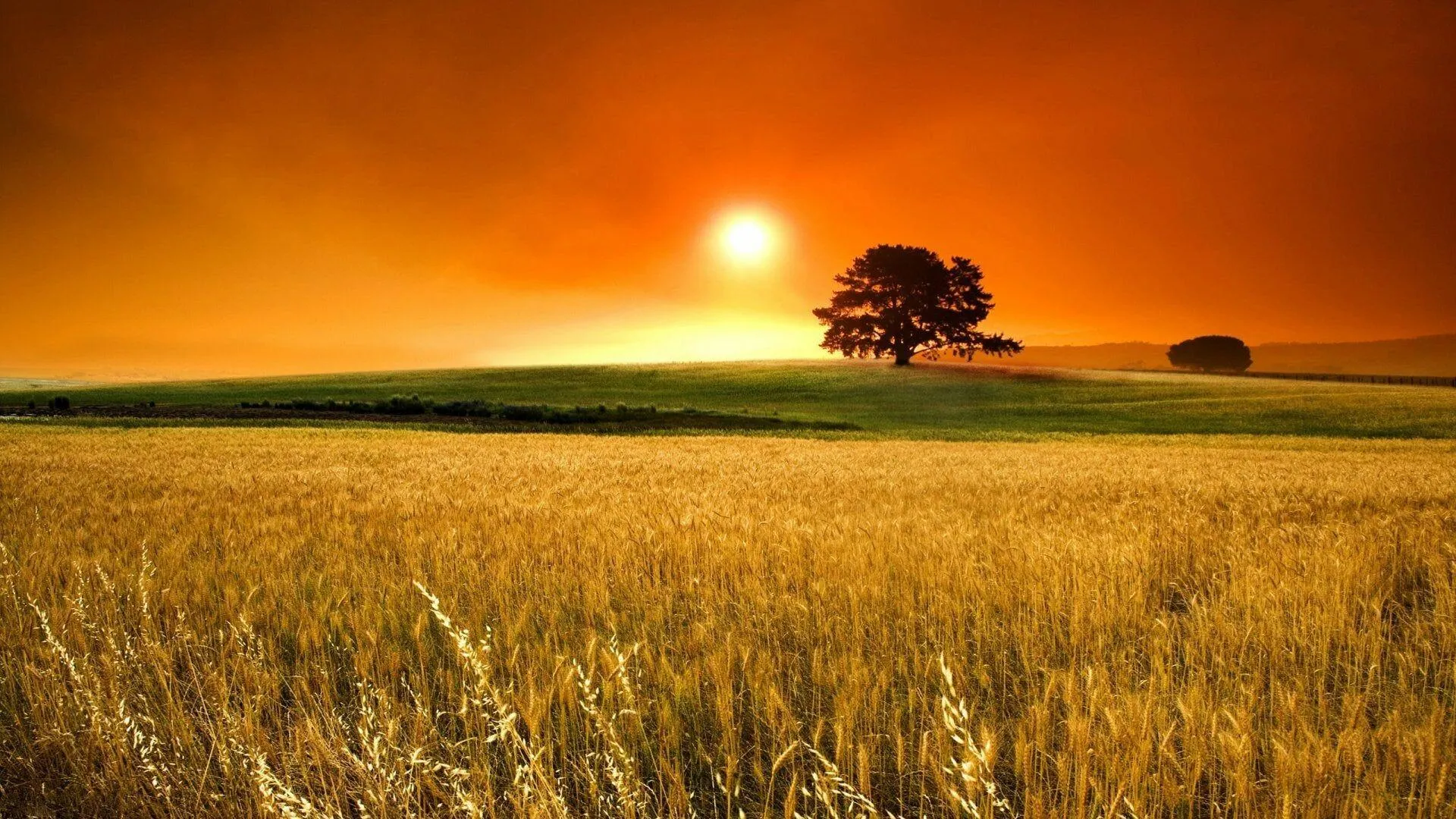 Sunset over a Golden Field with a Lone Tree and Warm Skies
