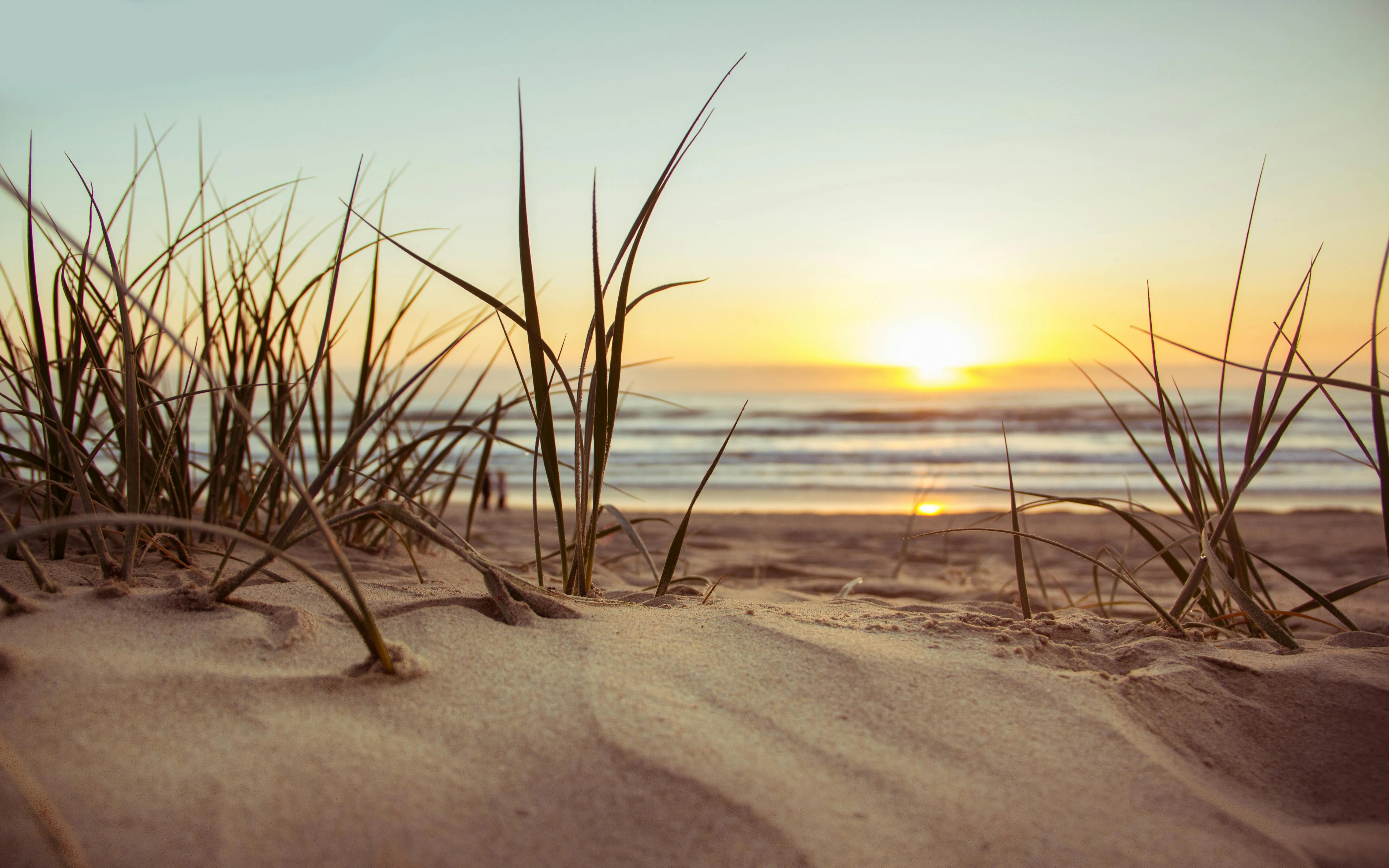 Sunset Shining Through Beach Grass Download Free Wallpaper