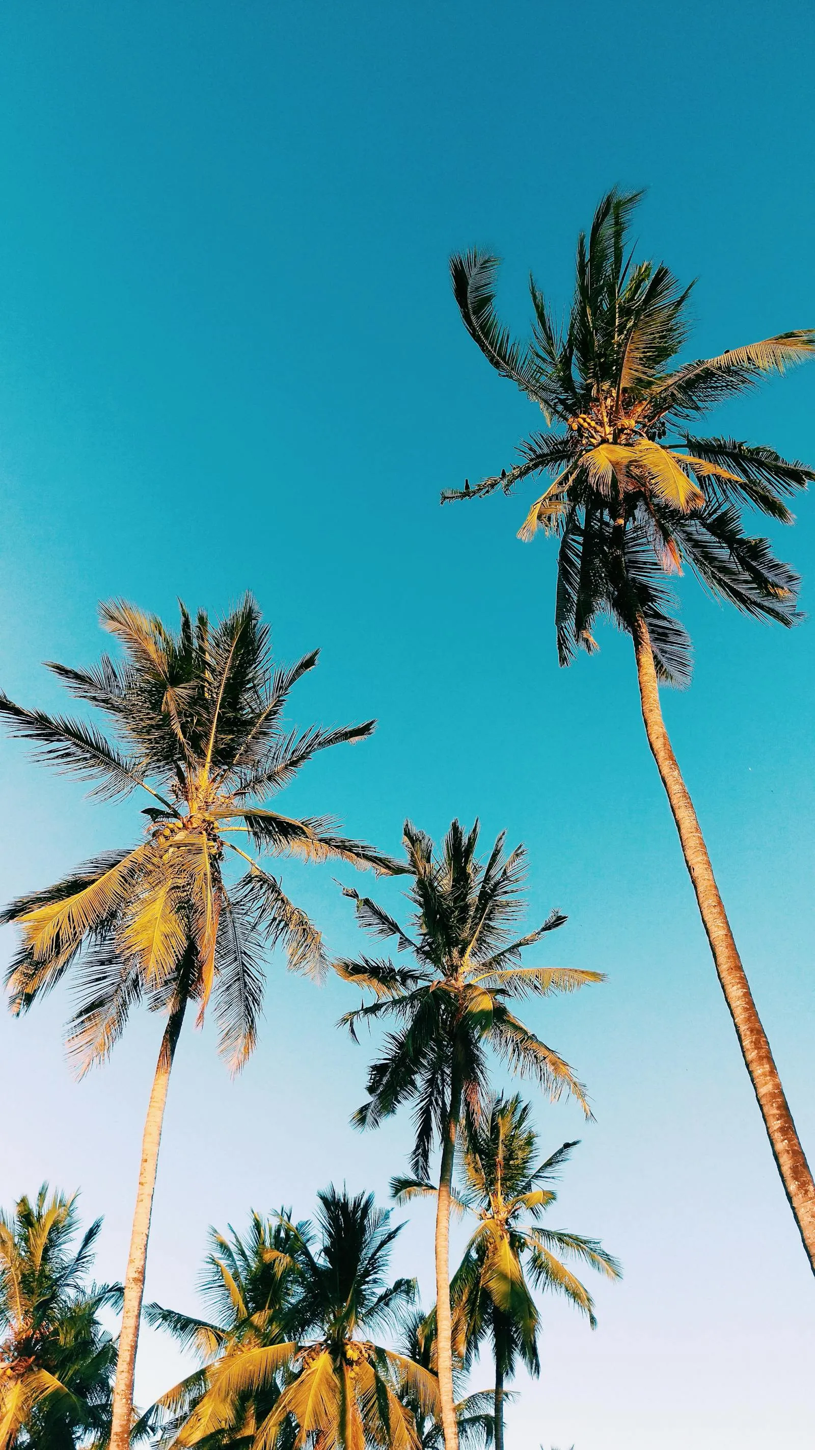 Tall Coconut Palms Reaching Up to the Clear Sky Wallpaper
