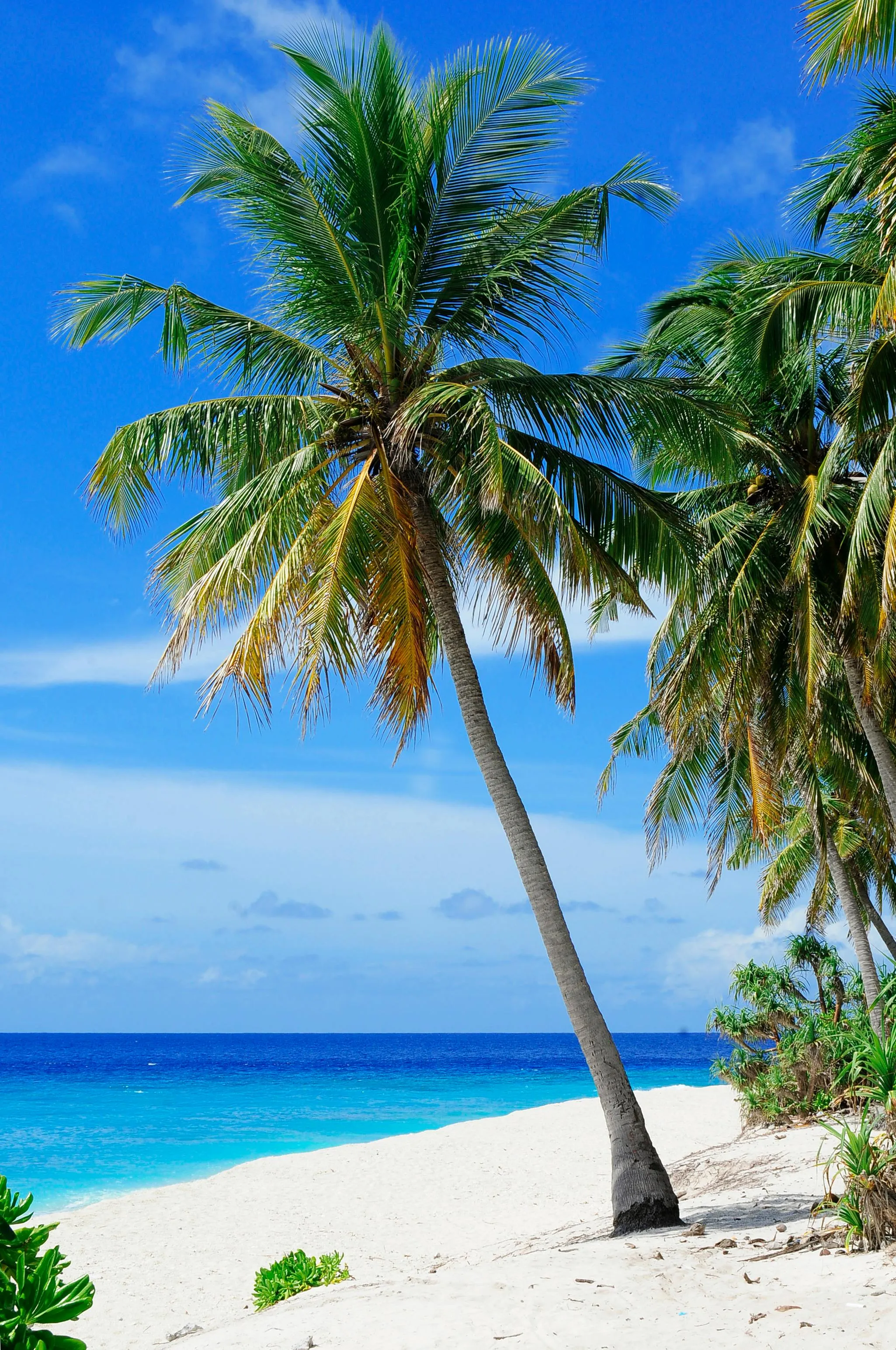 Tall Coconut Trees Leaning over a White Sandy Beach Image