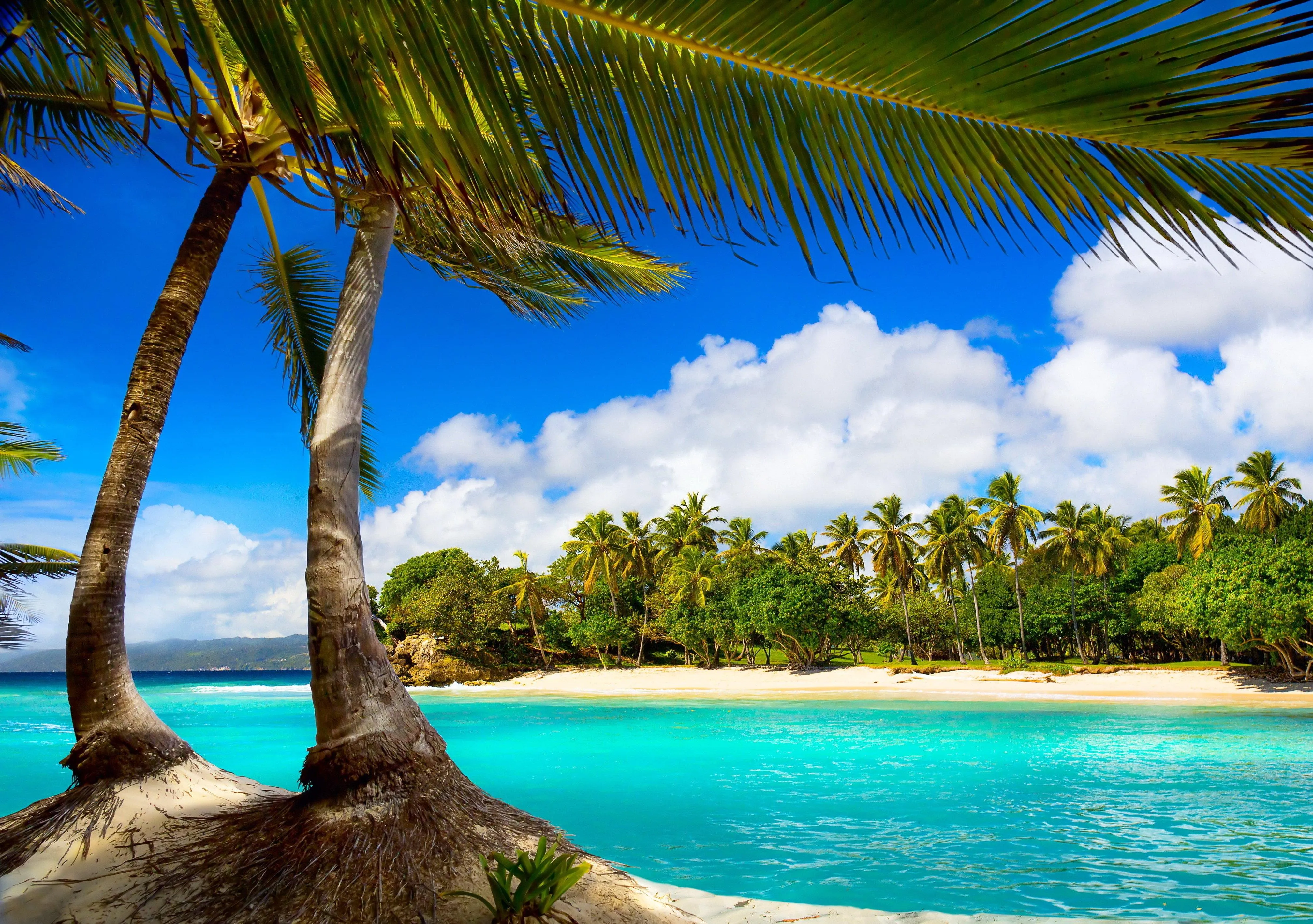 Tall Palm Trees Leaning over Bright Blue Beach Water