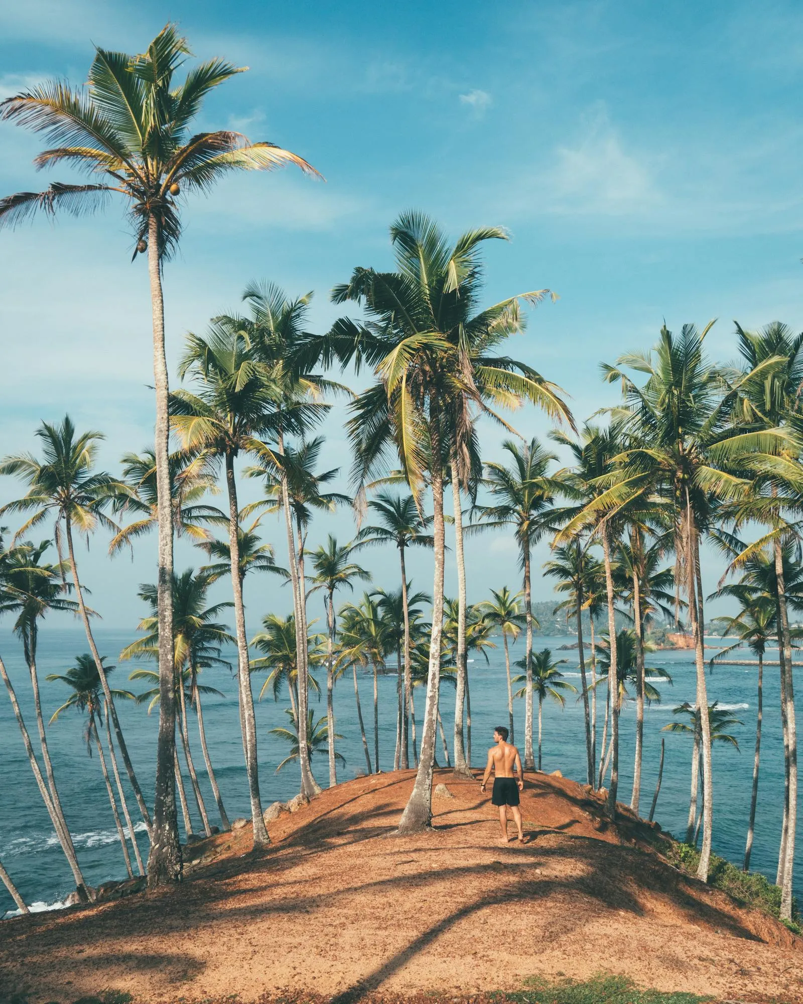 Tall Palm Trees Lining a Beach with a Bright Blue Sky
