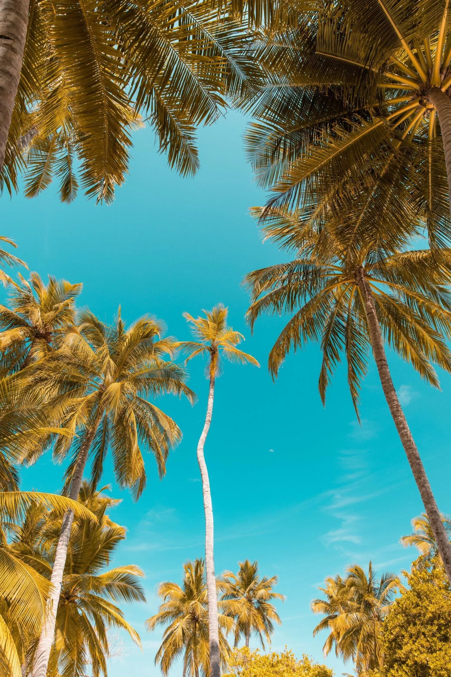 Tall Palm Trees Reaching Up to a Clear Bright Blue Sky