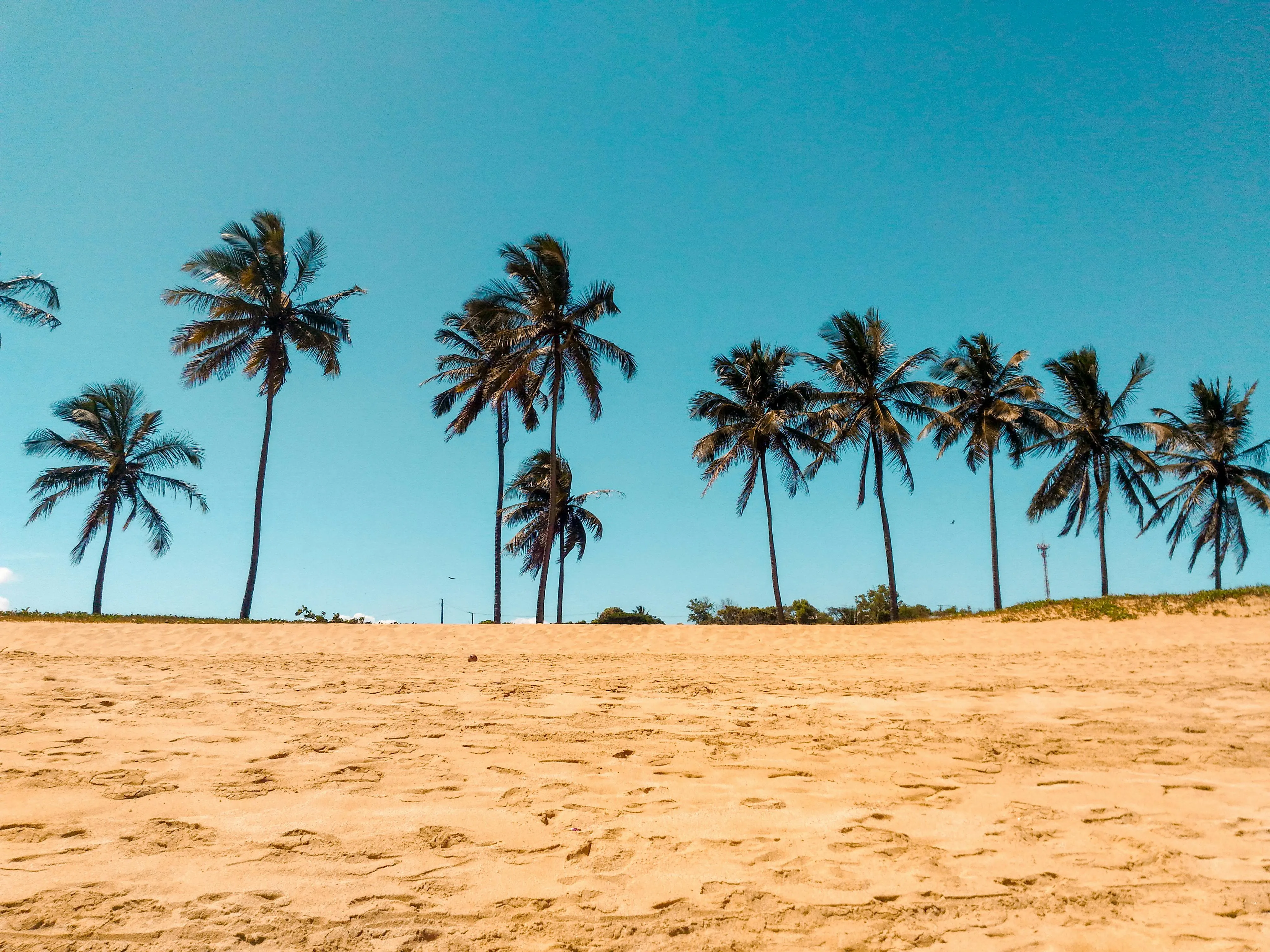 Tall Palm Trees Standing on Golden Sandy Beach Under Sky