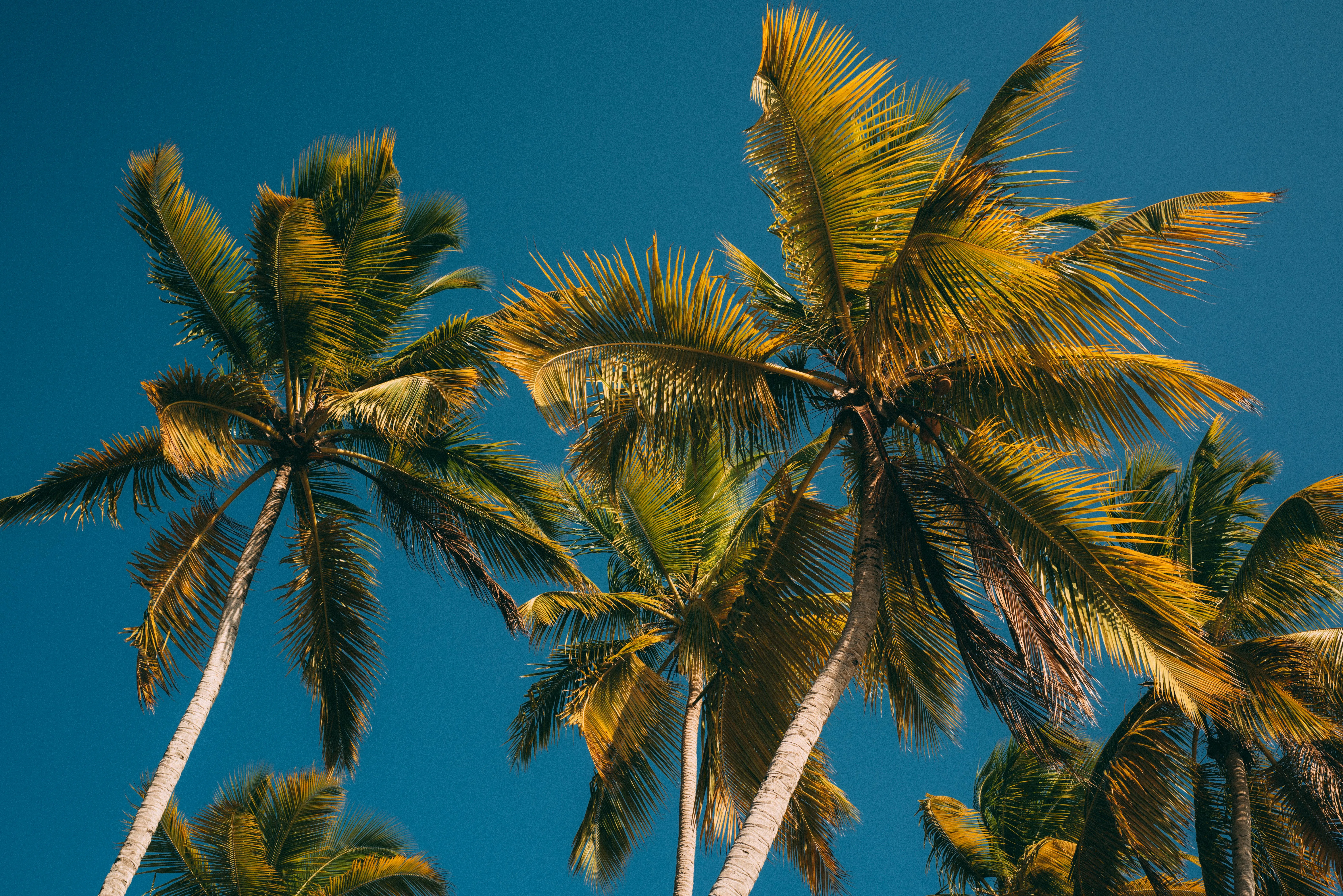 Tall Palm Trees Swaying in Bright Tropical Sunlight View