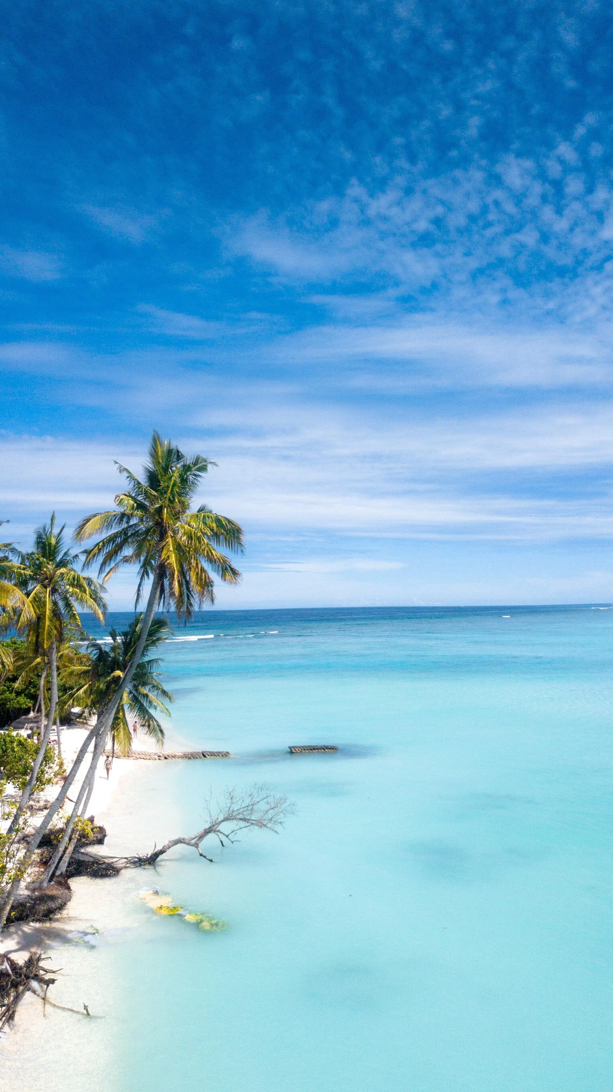 Tall Palms on Serene Beach with Bright Turquoise Water