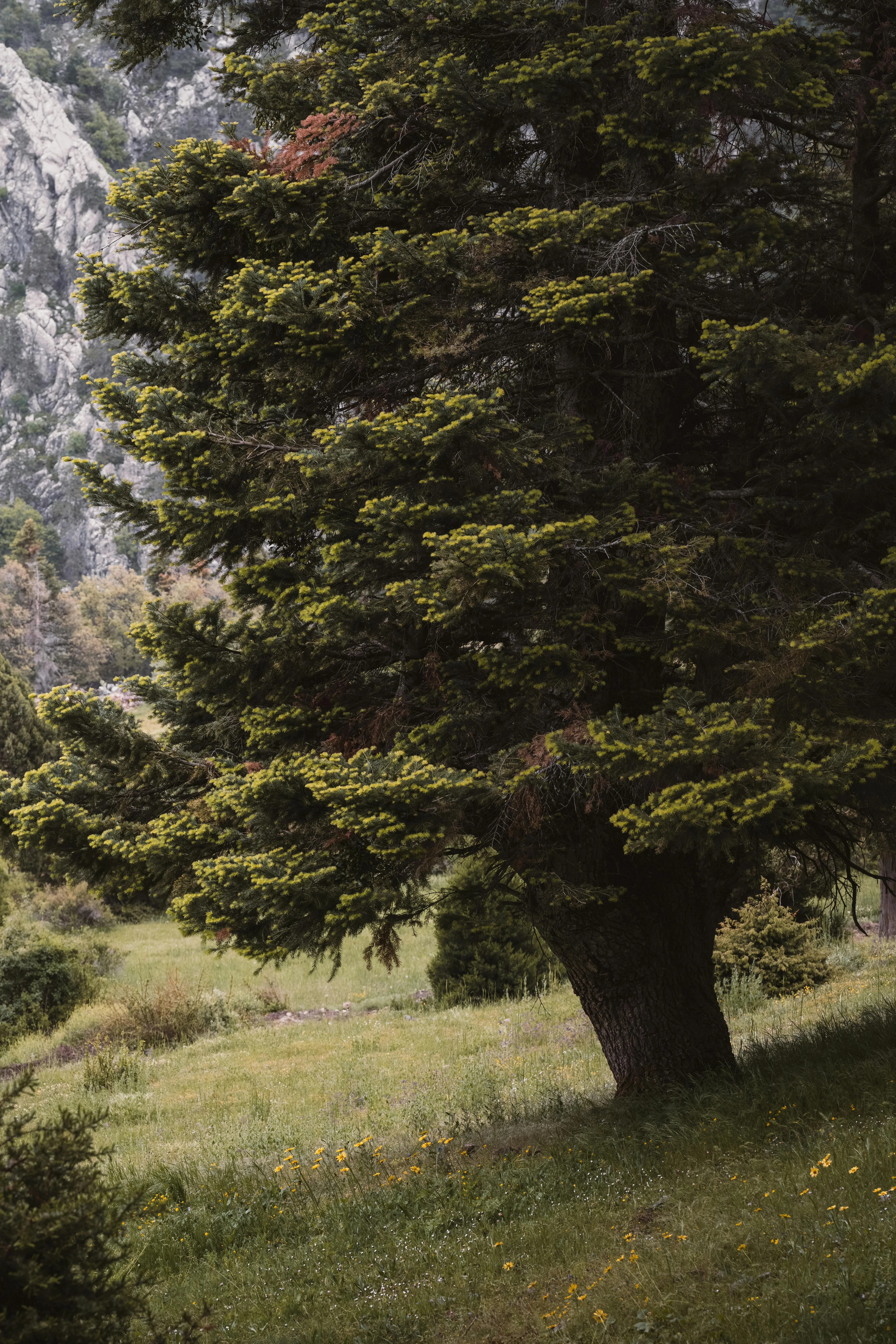 Tall Pine Tree Standing Alone in a Lush Green Mountain Area