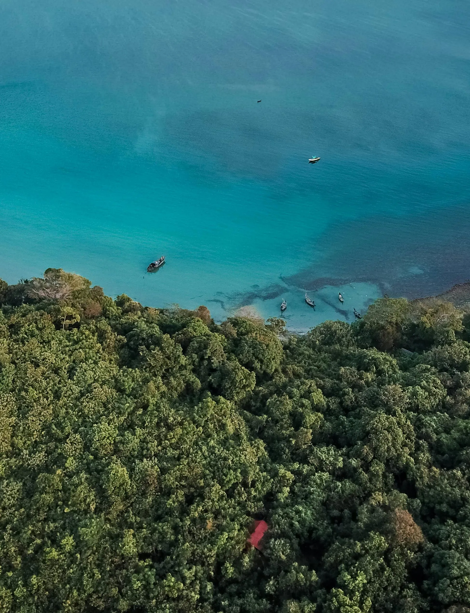 Top View of Dense Green Forest Near a Turquoise Ocean