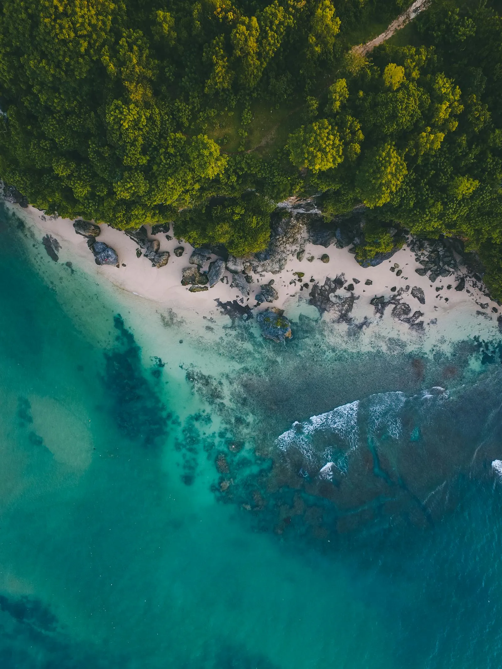 Top View of a Tropical Beach Meeting Dense Green Forest