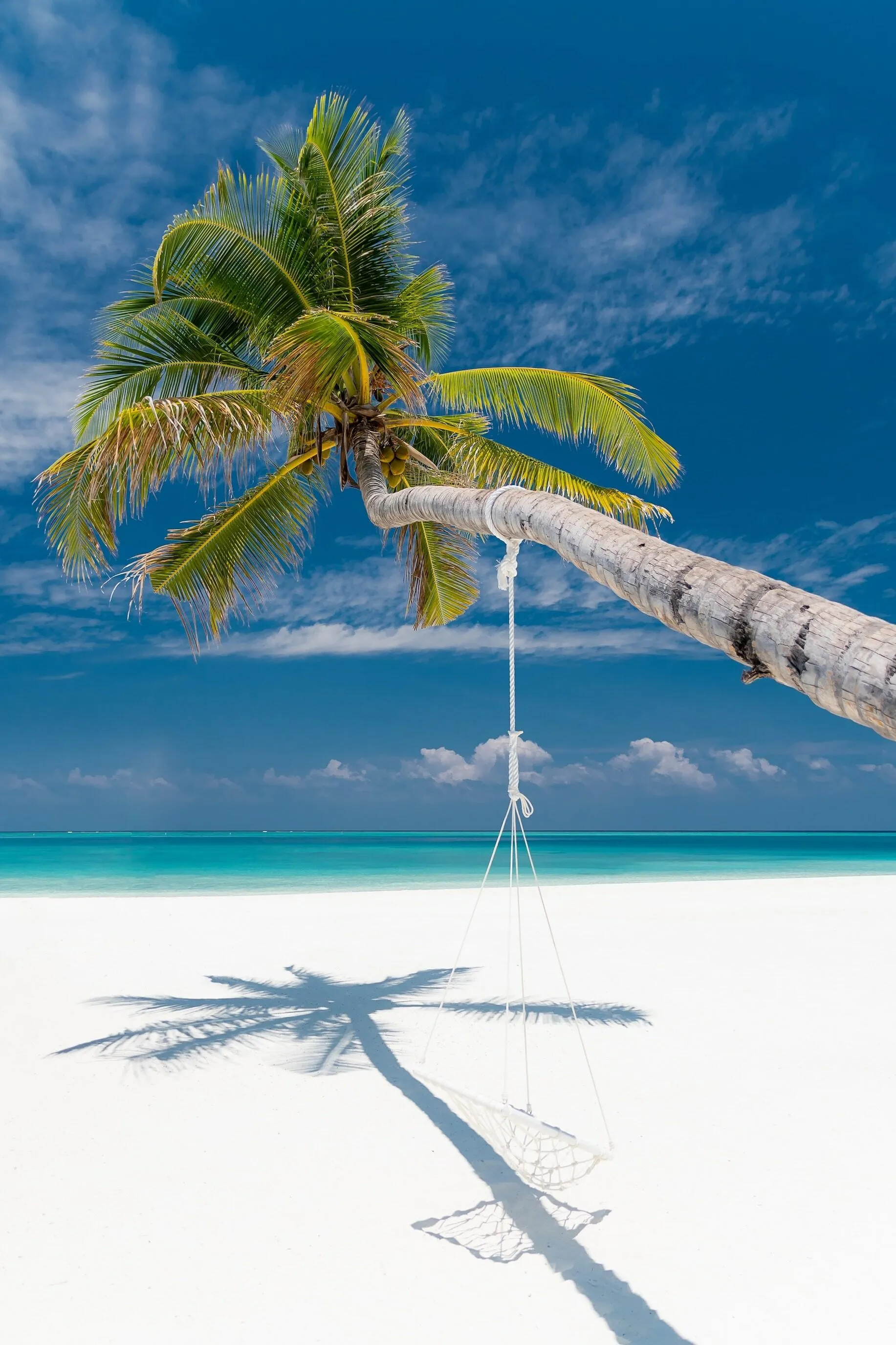 Tropical Beach with Hanging Palm Tree on White Sand