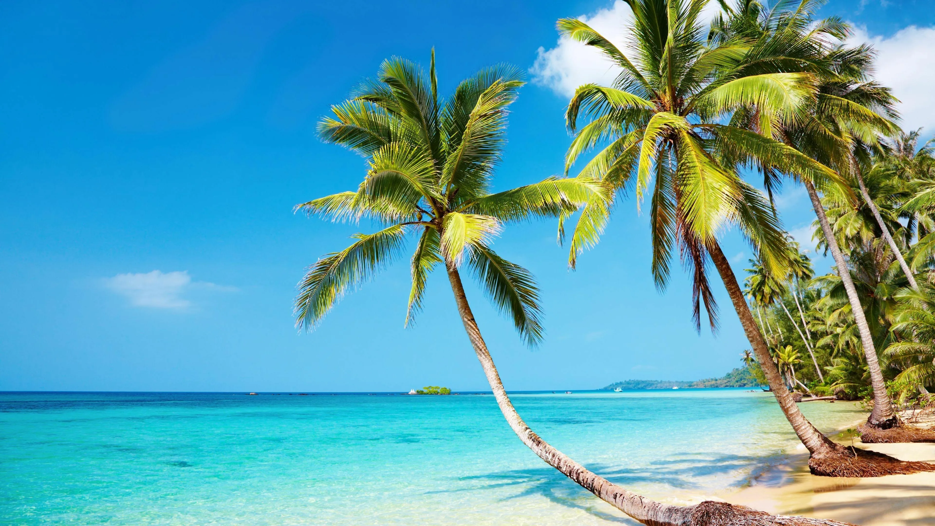 Tropical Beach with Leaning Palm Trees over Crystal Water