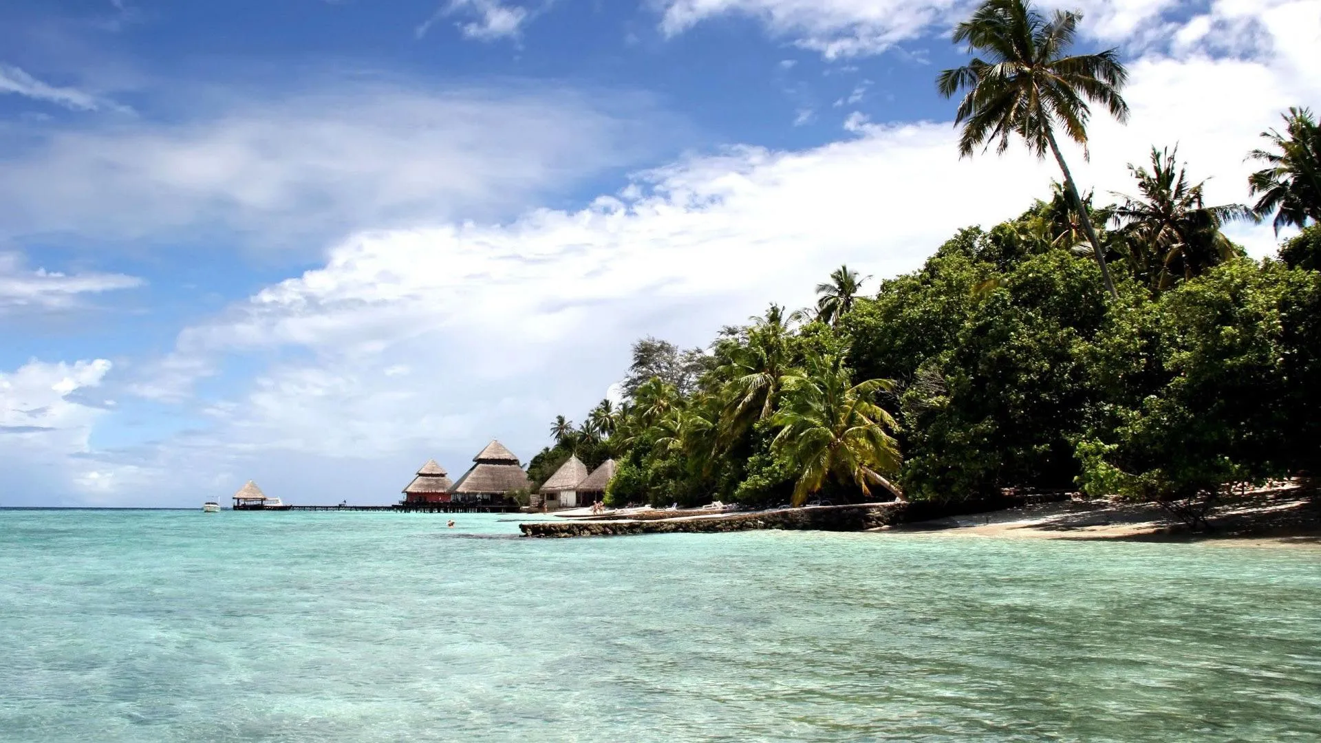 Tropical Beach Lined with Palm Trees in the Gentle Waves