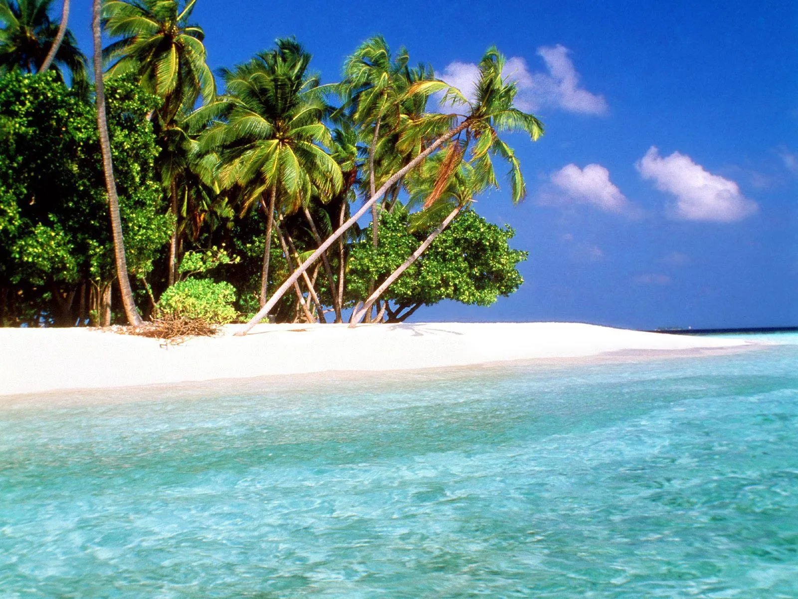 Tropical Beach with Lush Trees and Clear Blue Sea Wallpaper