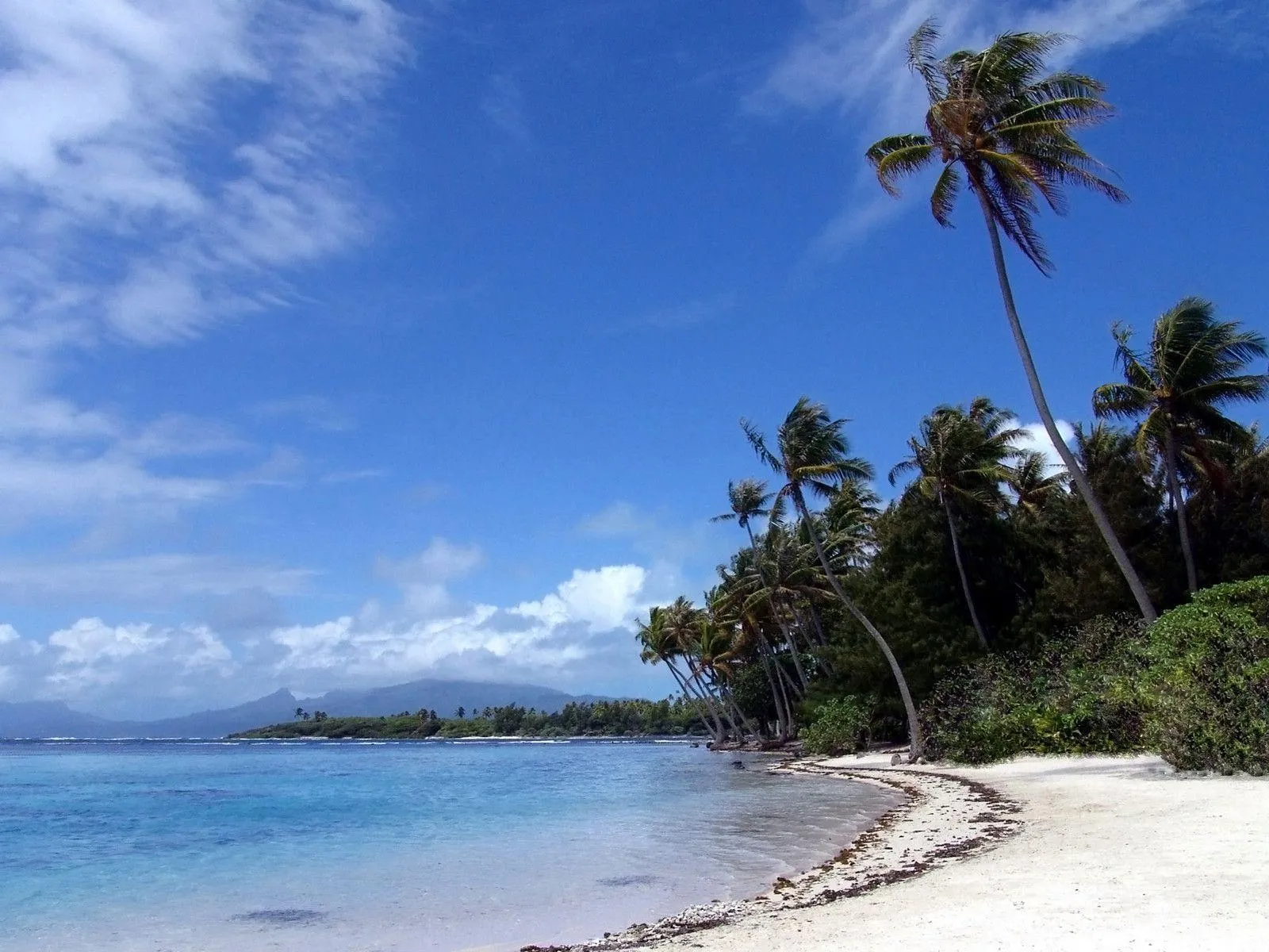 Tropical Beach with Palm Trees and Calm Blue Ocean Waves