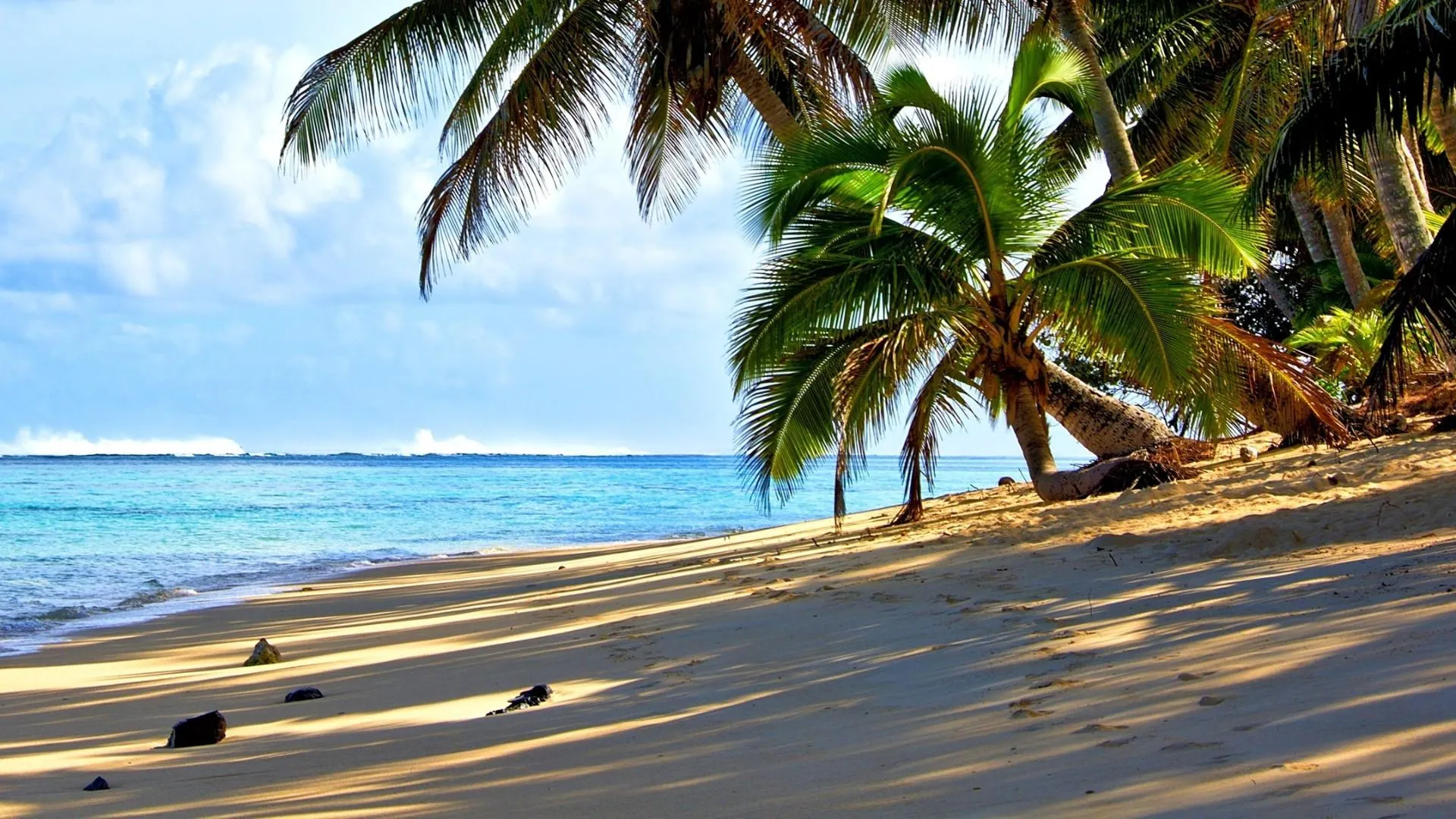 Tropical Beach with Palm Trees Casting Shadows on the Sand