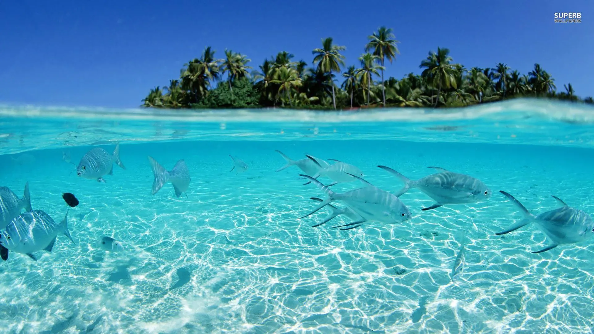Tropical Island Lagoon with Fish in a Transparent Ocean