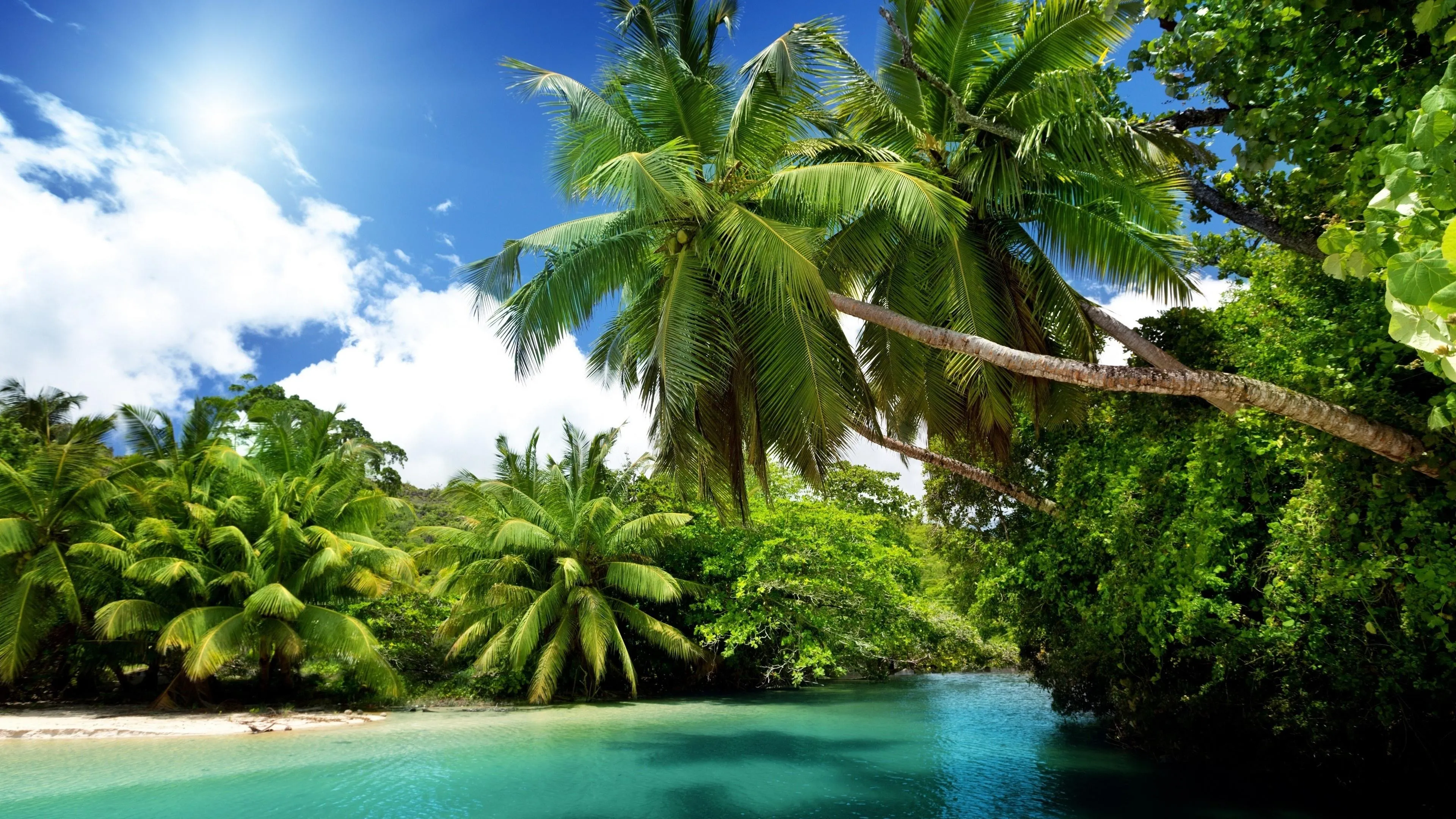 Tropical Jungle Beach with Green Palm Trees Free Wallpaper