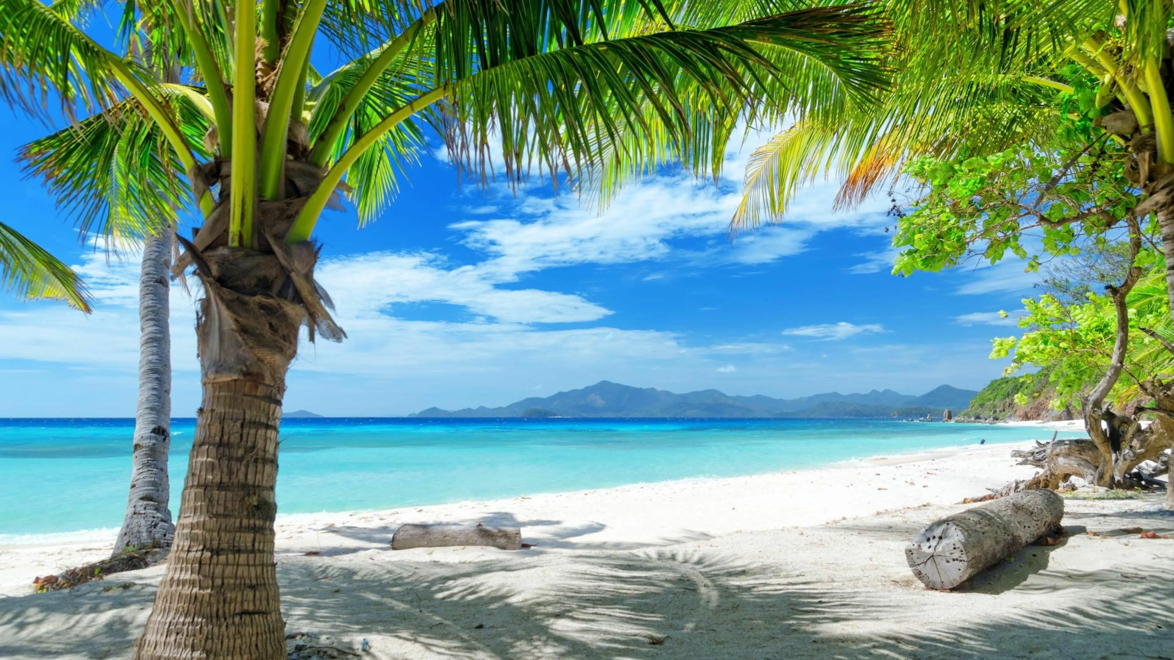 Tropical Palm Tree Shaded Beach with a Bright Blue Sky View