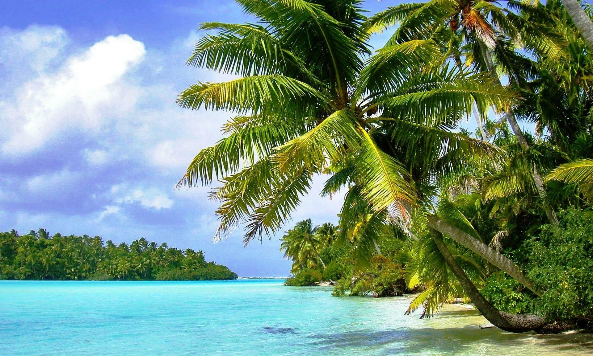 Tropical Shoreline with Palm Trees Under a Blue Sky Calm